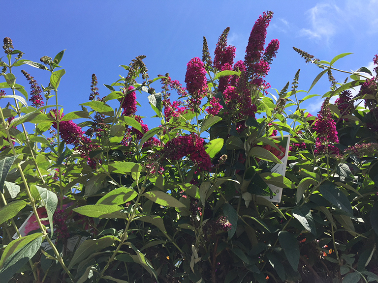 Butterfly Bush (Buddleia)