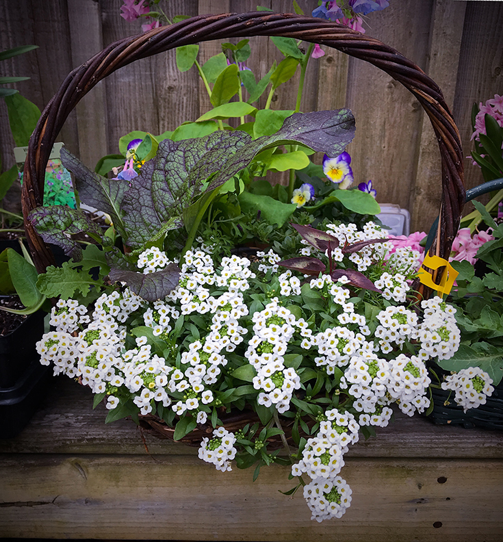 Flowering Basket for Mother's Day