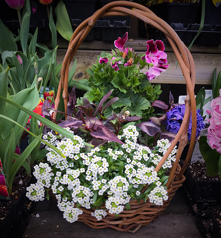 Flowering Basket for Mother's Day