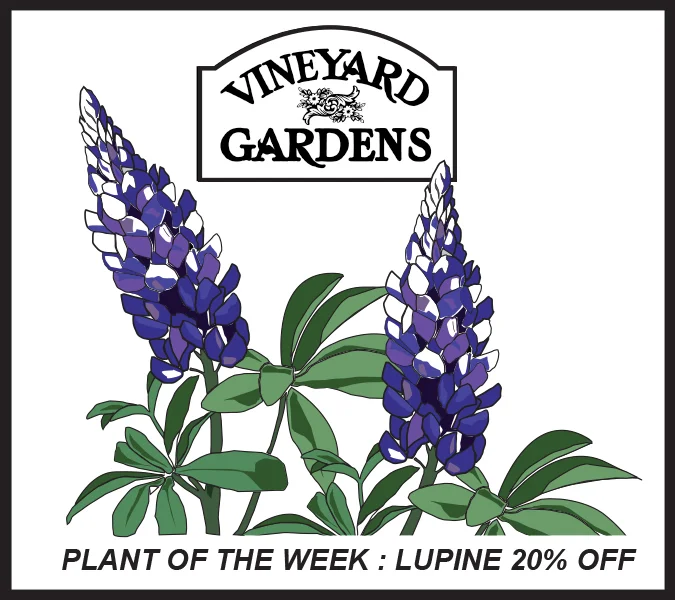 lupines_color.jpg