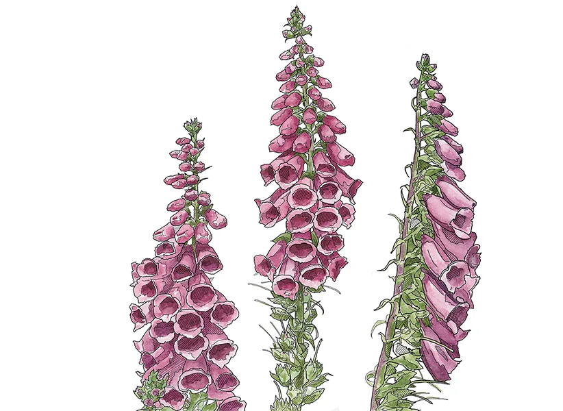 FOXGLOVES
