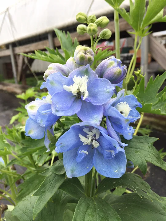 DELPHINIUMS_A.jpg