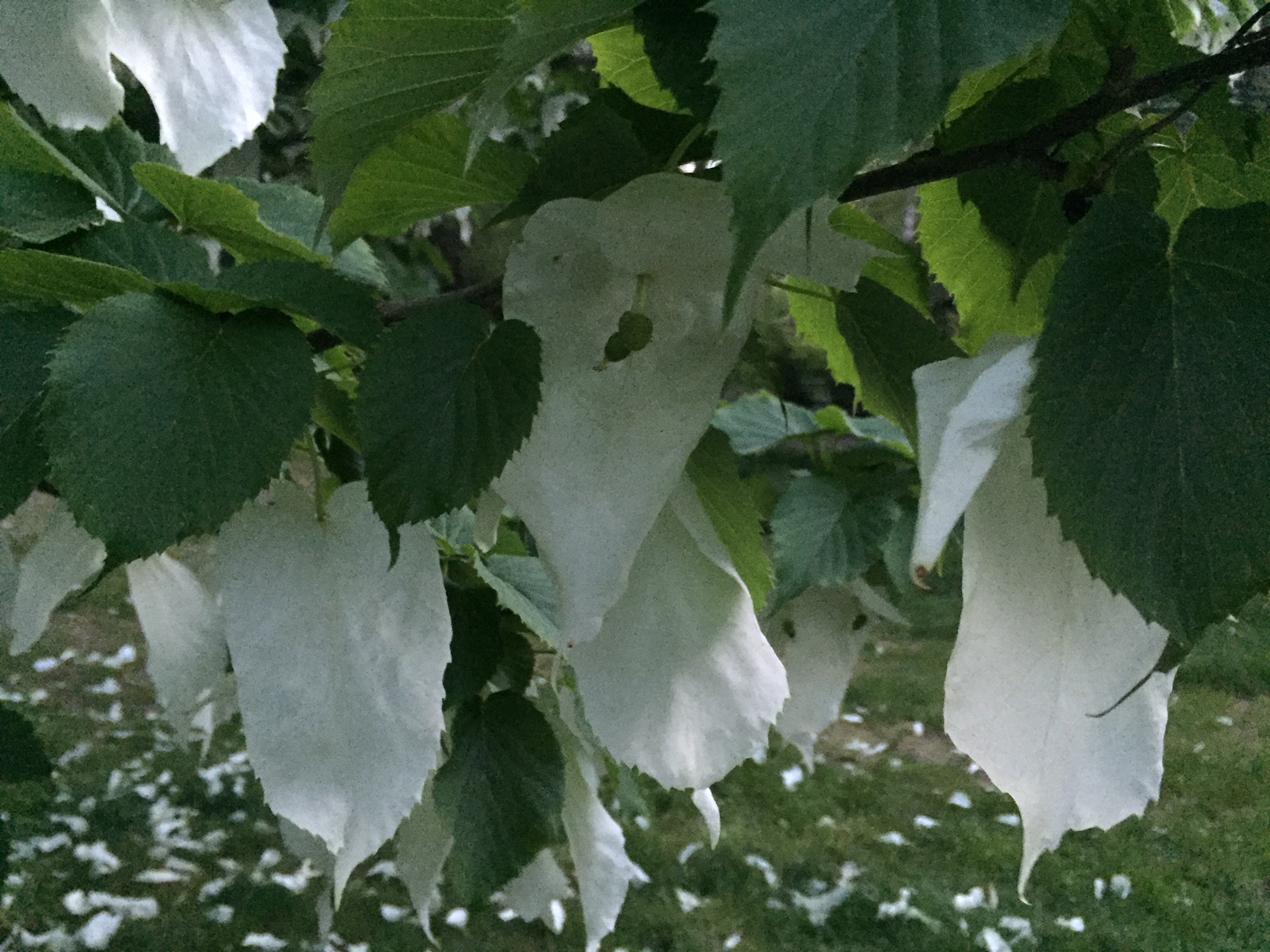 Dove Tree at Dr. Daniel Fisher House