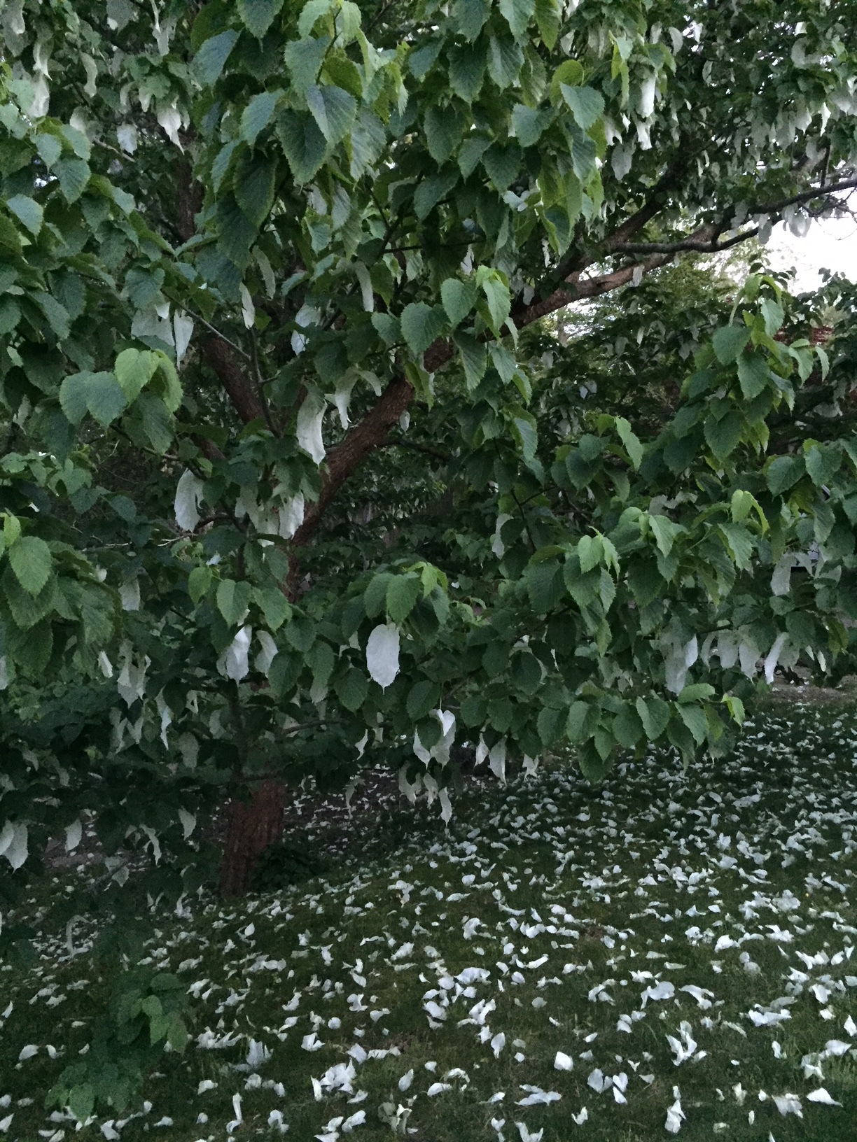 Dove Tree at Daniel Fisher House