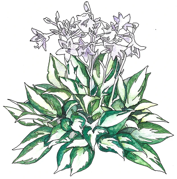 Hosta Stained Glass Horticultural Landscaping Blog By Vineyard Gardens Of West Tisbury Ma Vineyard Gardens