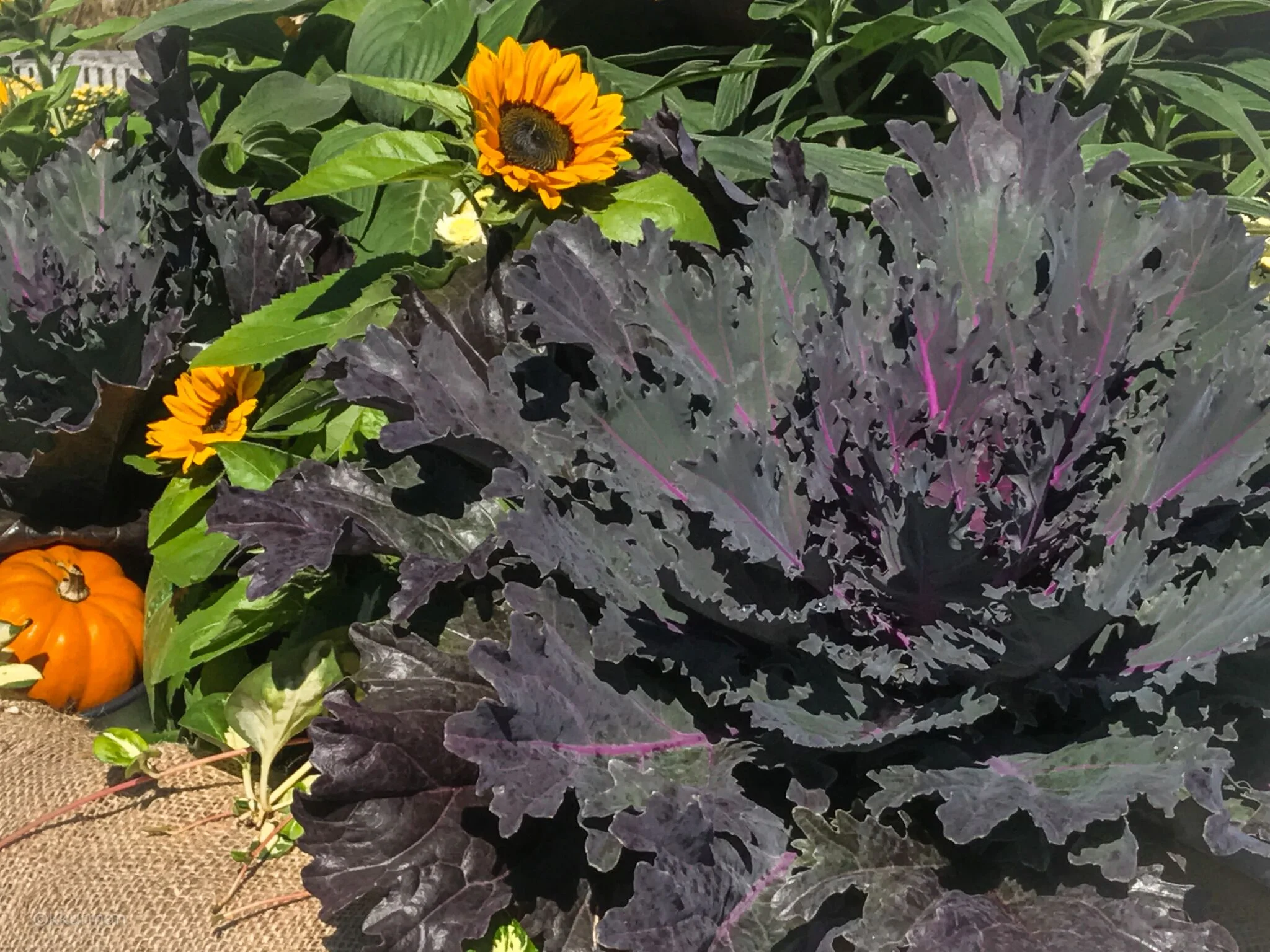 Ornamental Kale with miniature ‘Teddy Bear’ Sunflowers