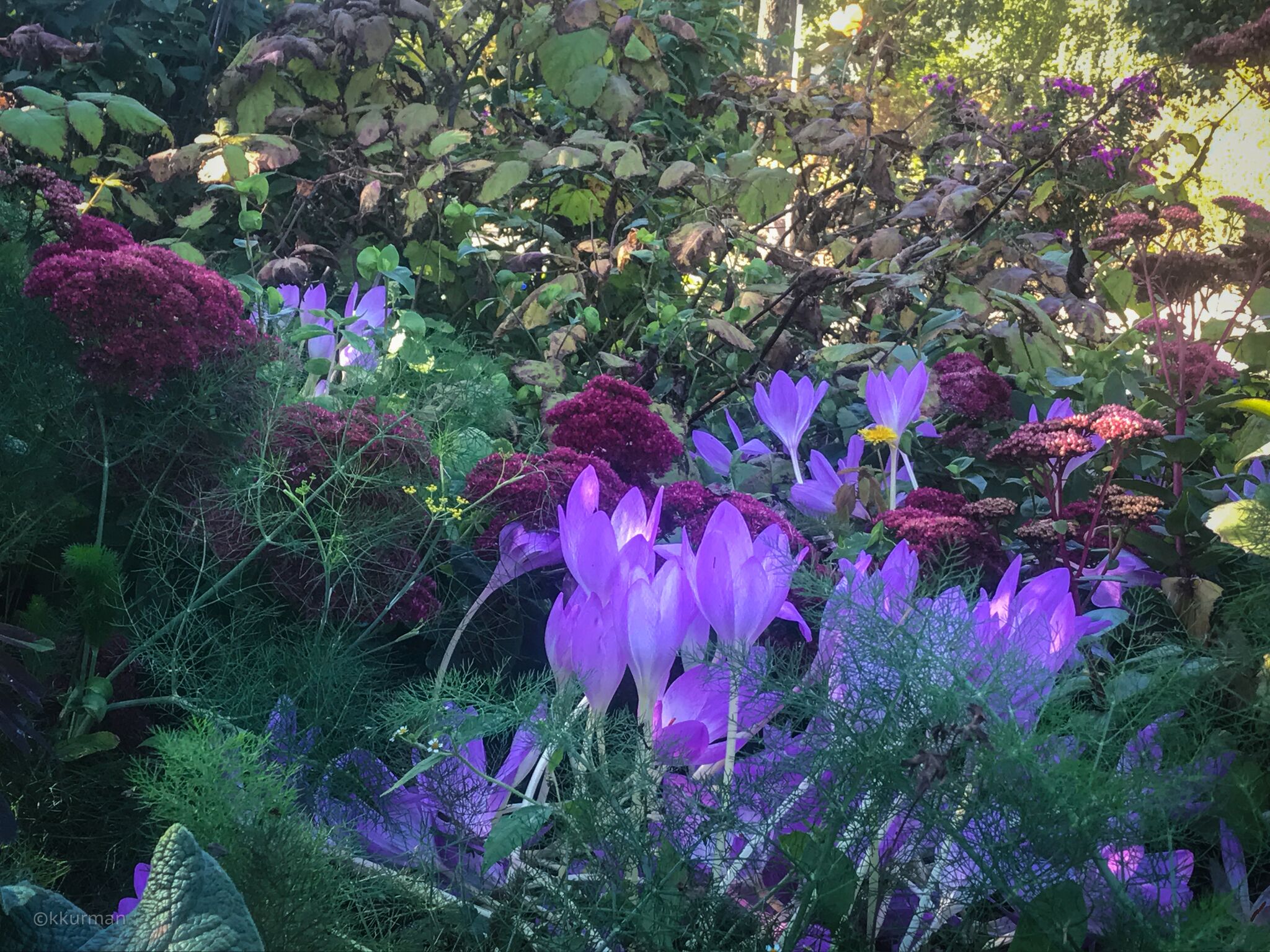 In the Display Gardens; Autumn Crocus, Sedum and ferny fennel
