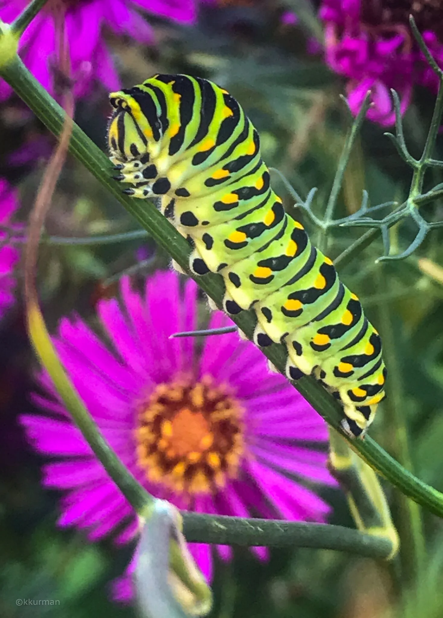 Monarch caterpillars like to eat the Fennel, we planted Butterfly plants, Aesclepias incarnata, nearby to attract them
