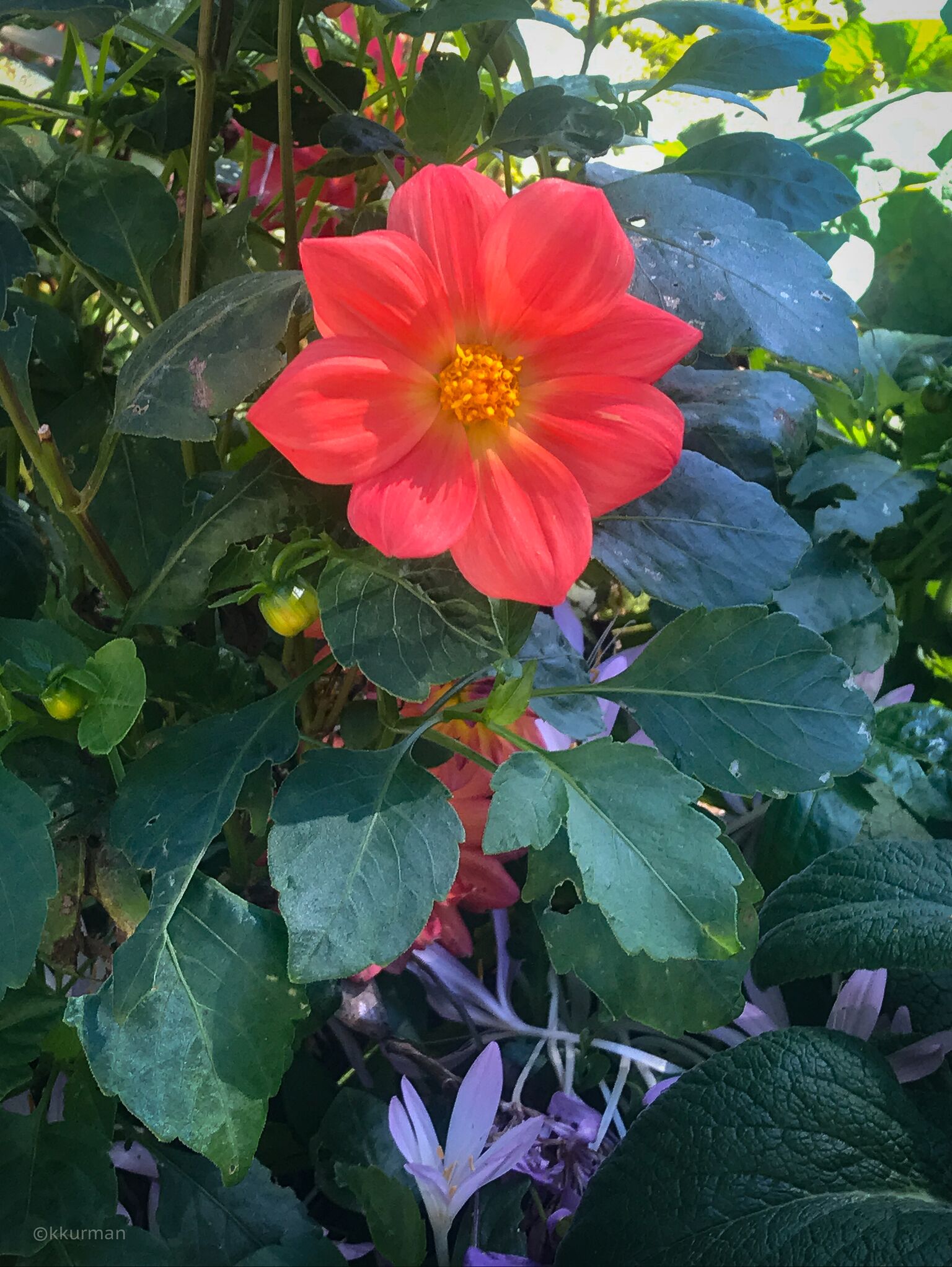 We grow many open pollinated Dahlias from seed every year which bring many surprises in flower shape and color, like this un-named beauty.