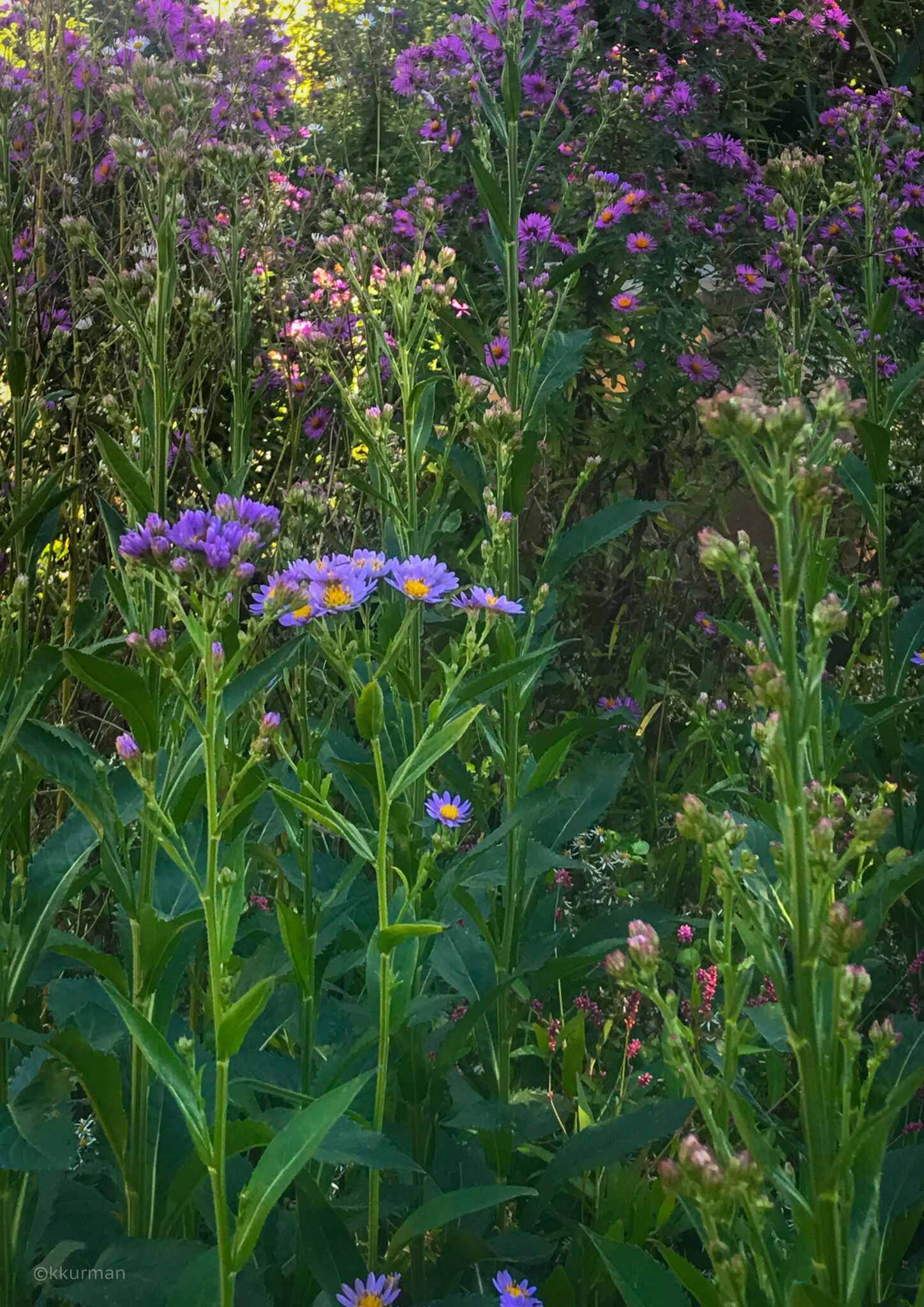 Asters are at their flowery best in October, here is Aster tartaricus with New England Aster in the background