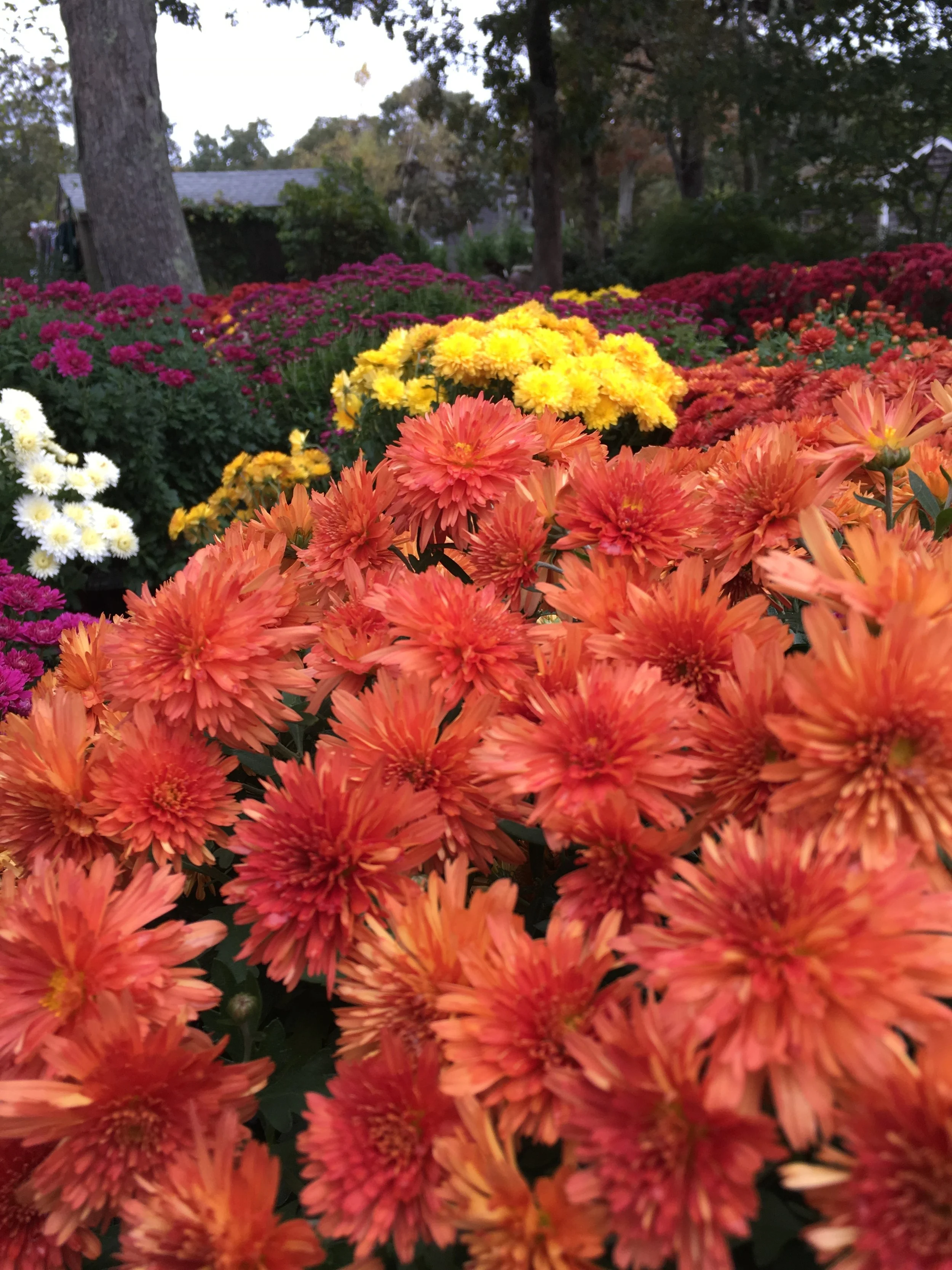 FALL MUMS!