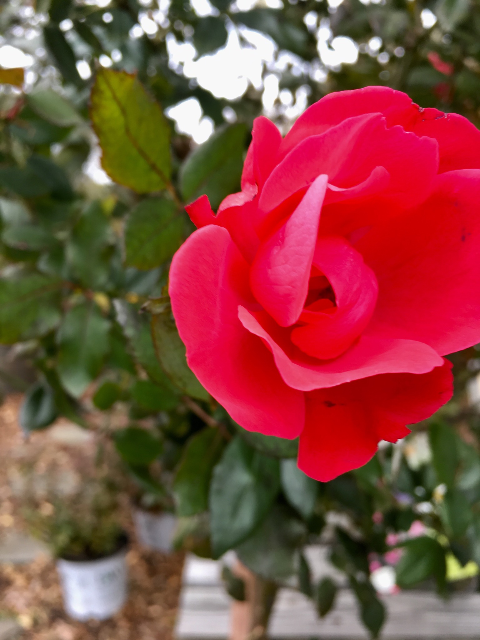 KNOCK OUT ROSES