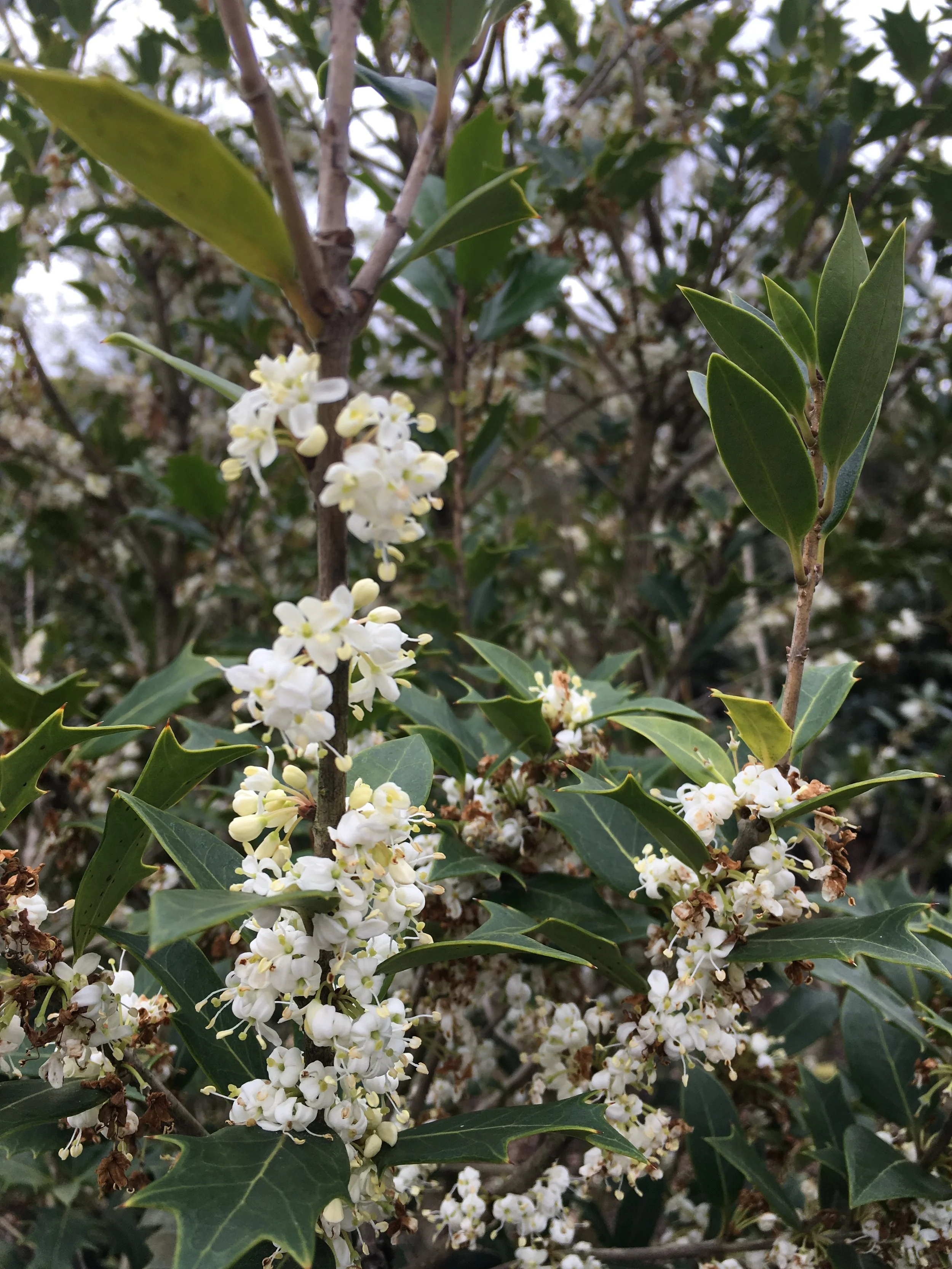 FLOWERS TO BE POLLINATED FOR BERRIES