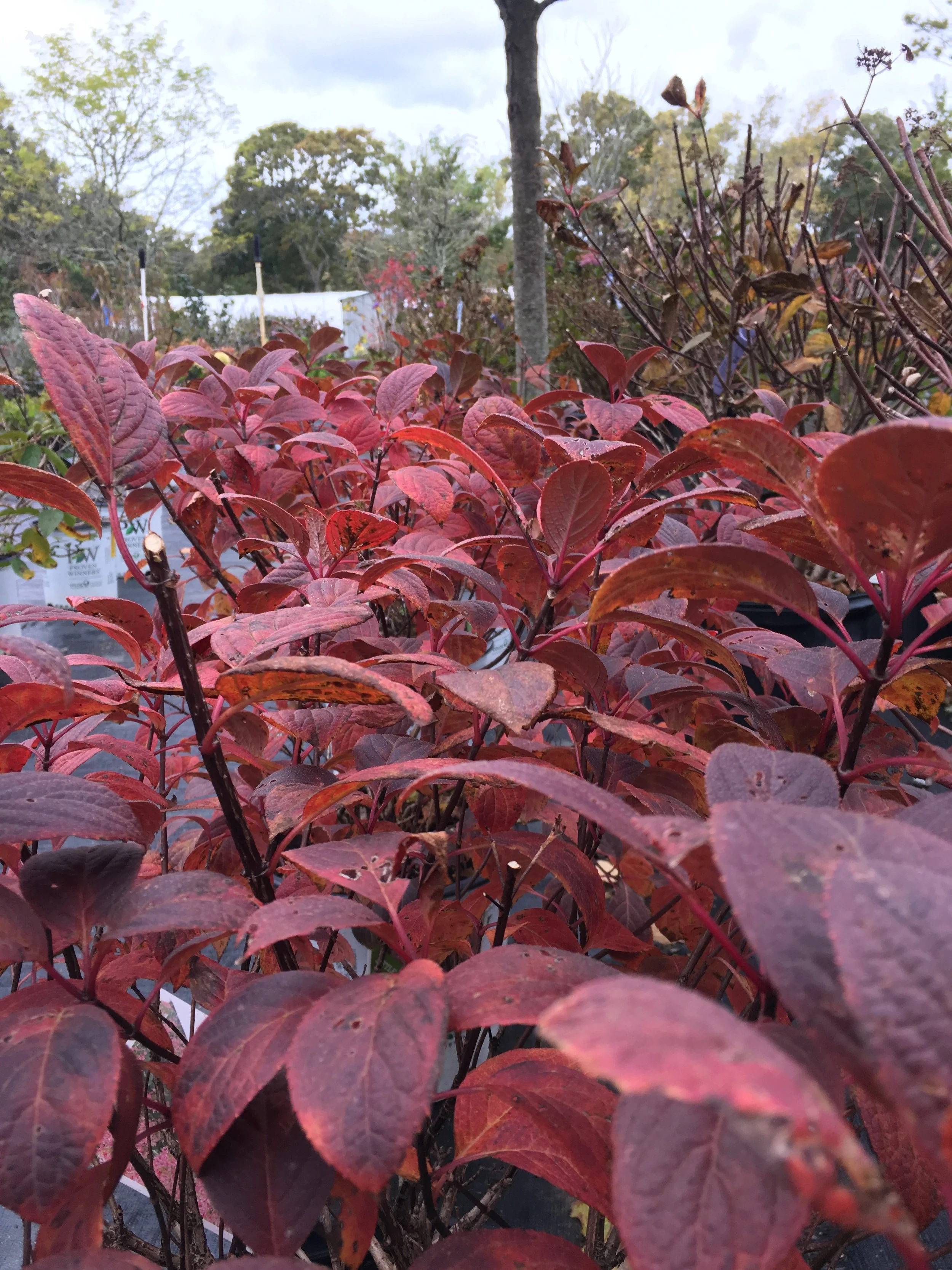 HYDRANGEA FALL FOLIAGE