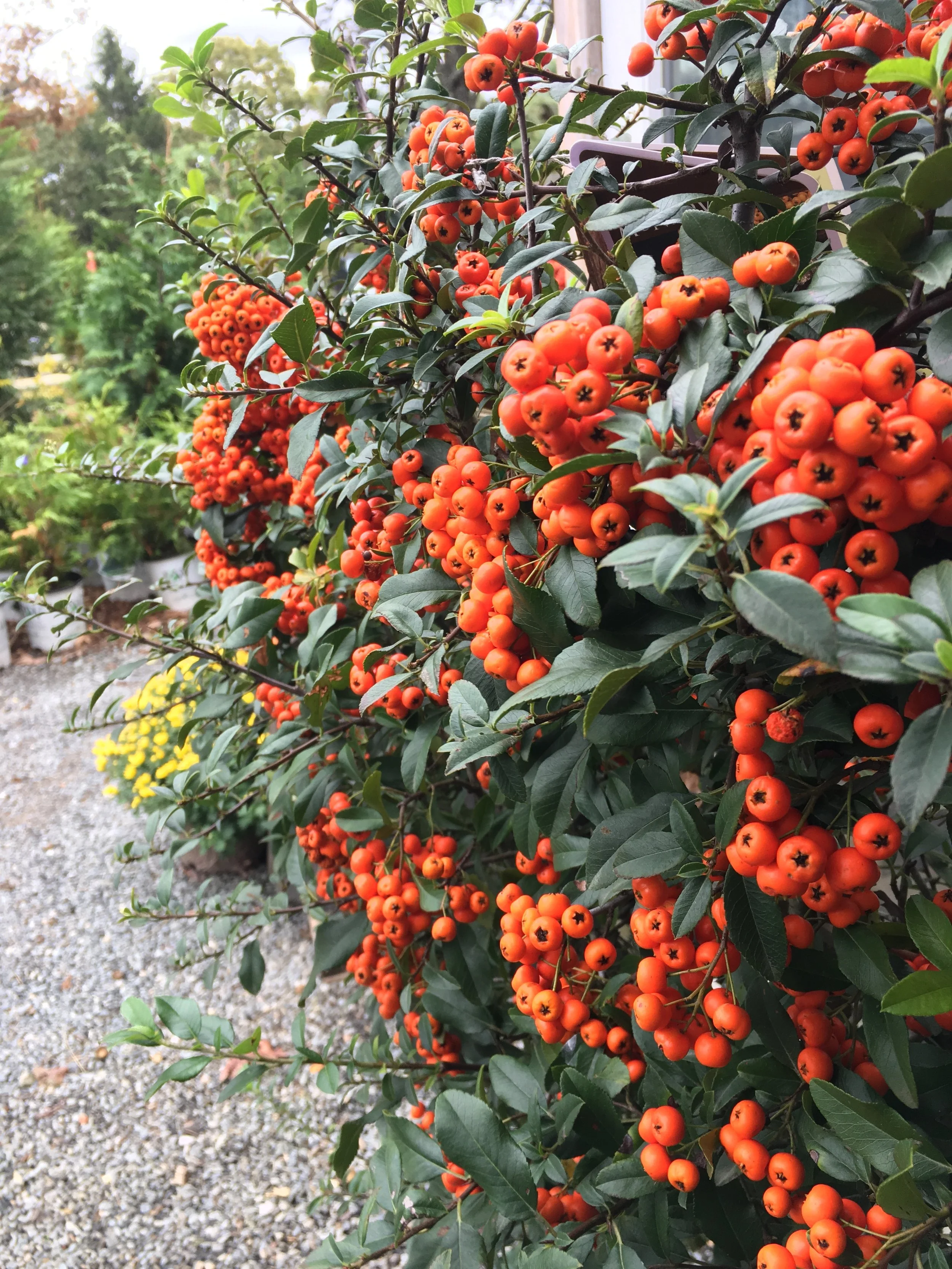 BERRIES