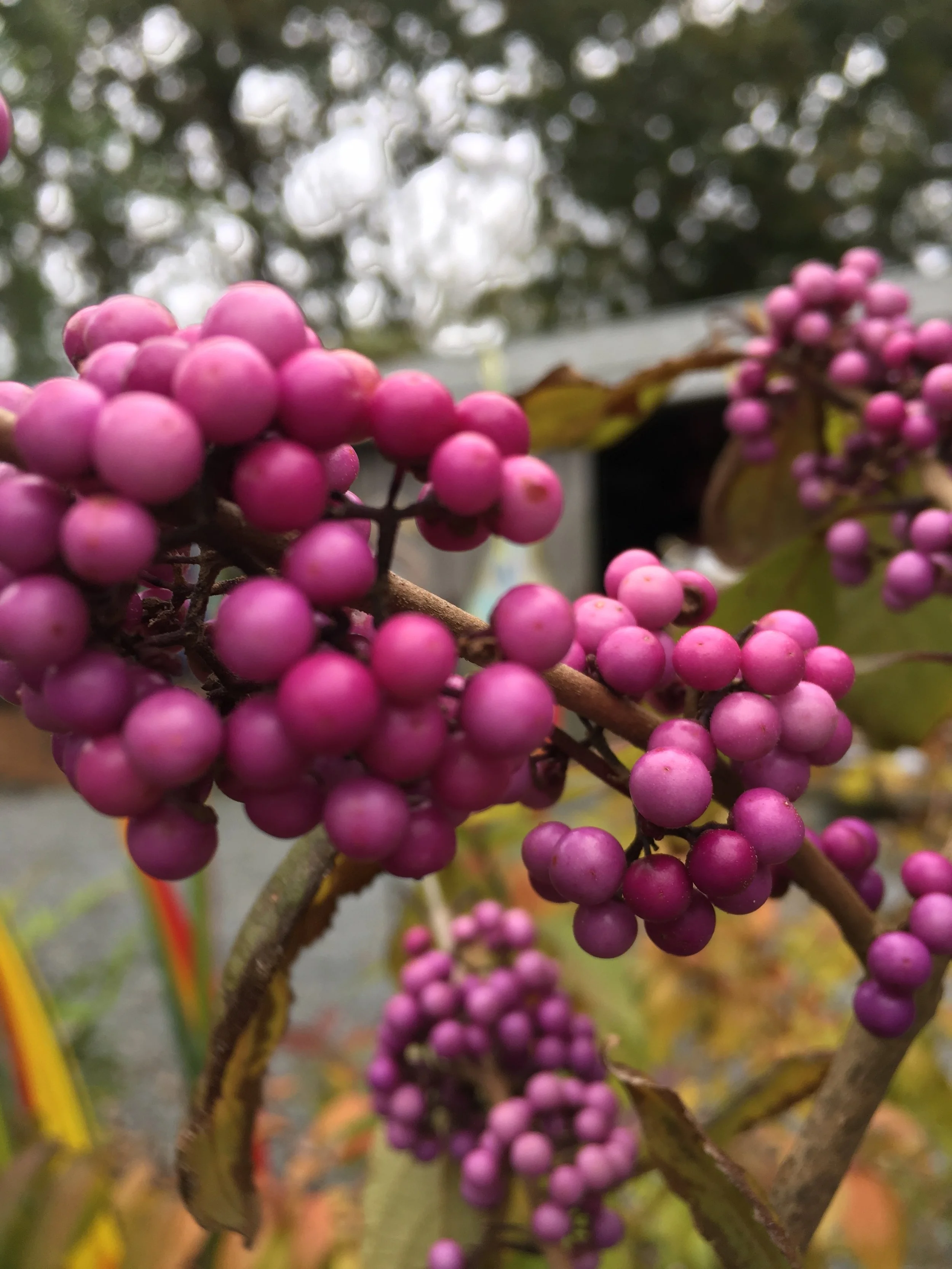 BERRIES