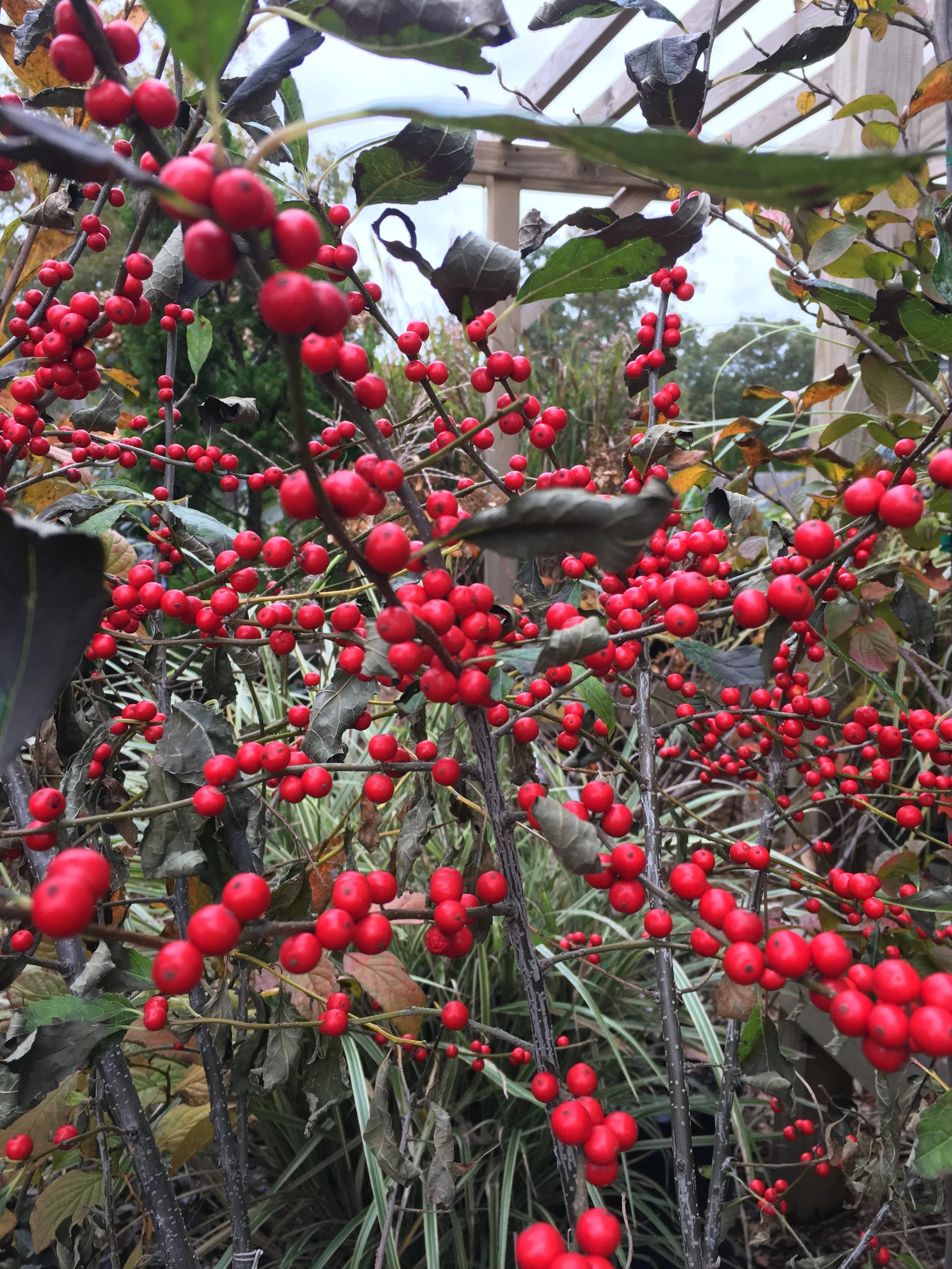 BERRIES