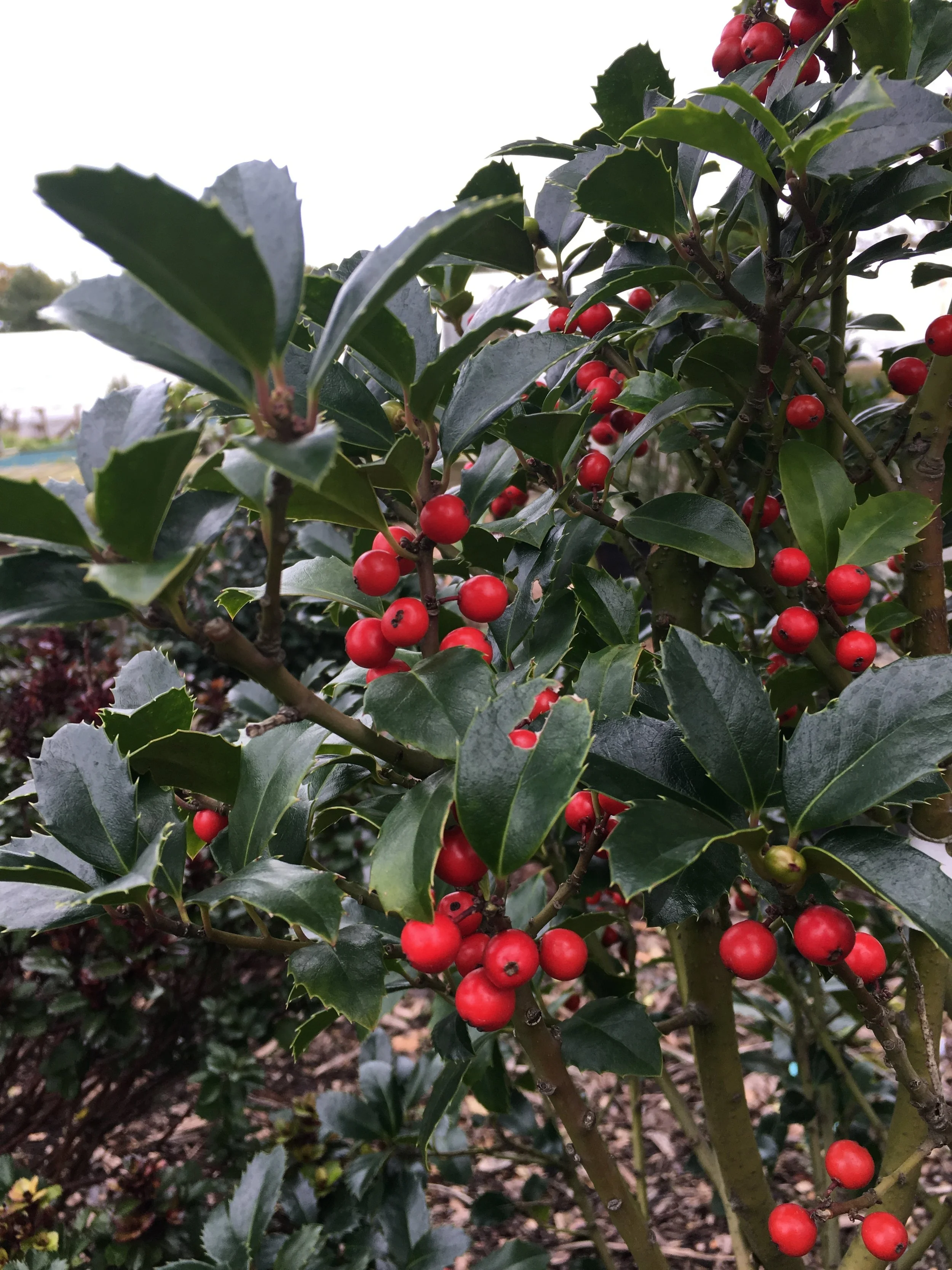 BERRIES