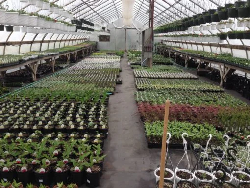 Vineyard Gardens_production.jpg