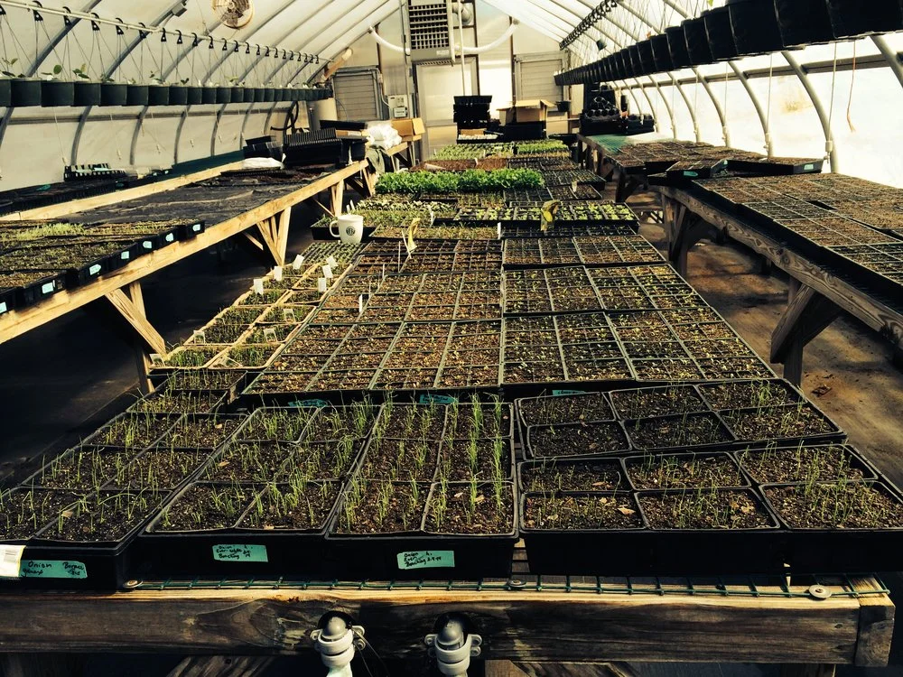 Vineyard Gardens greenhouse: Our germination process of cool weather crops.