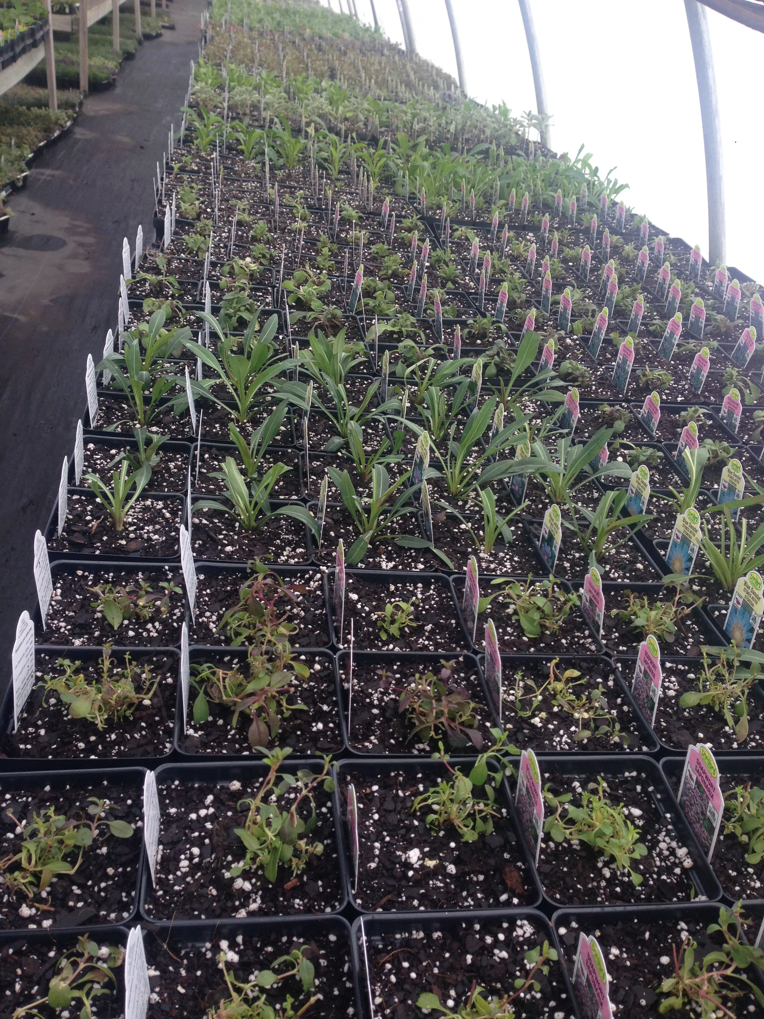 Growing on 4in perennials, its economical to buy your perennials early in smaller sizes. better for the plants too!