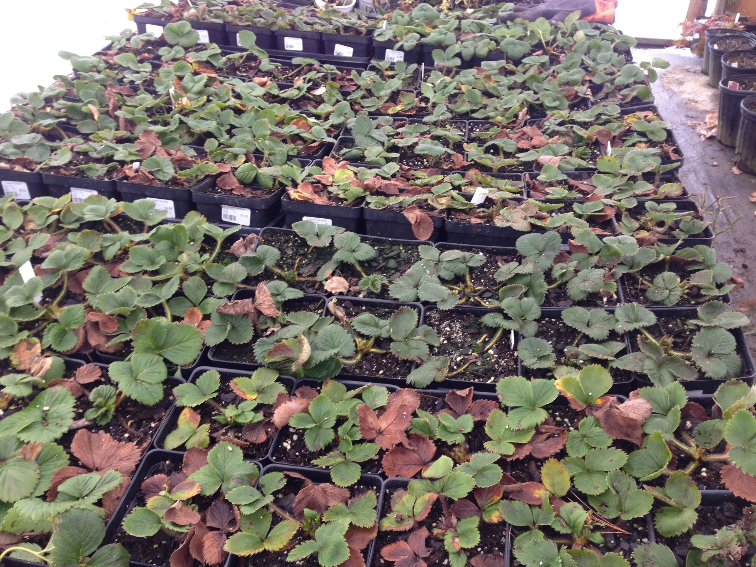 Getting strawberries started early is important for this season's production. We give them a jump start but you should be planting them out as soon as we're 'frost-free'.