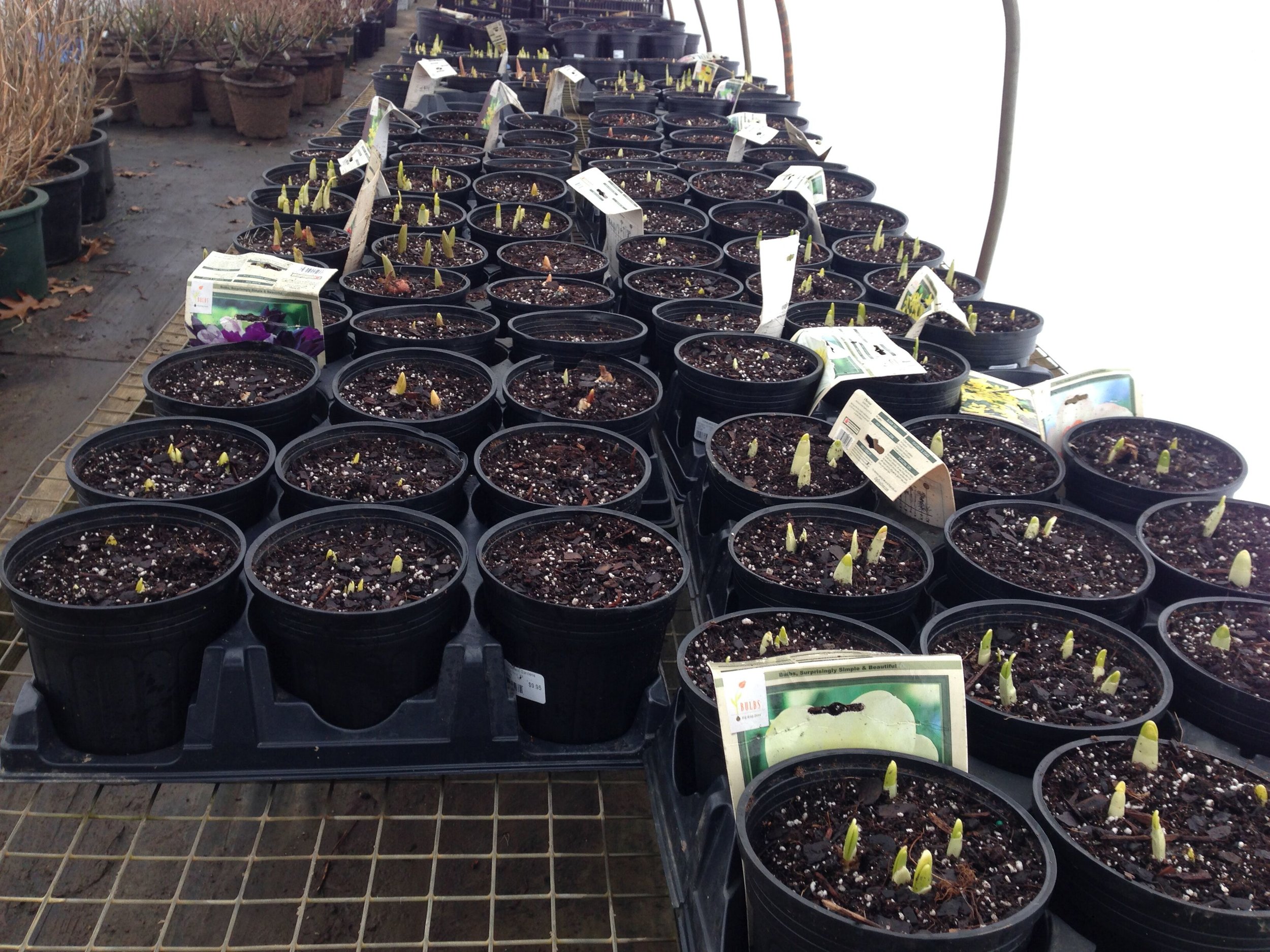 In the Fall, any bulbs left unsold get potted up and forced for Spring color.