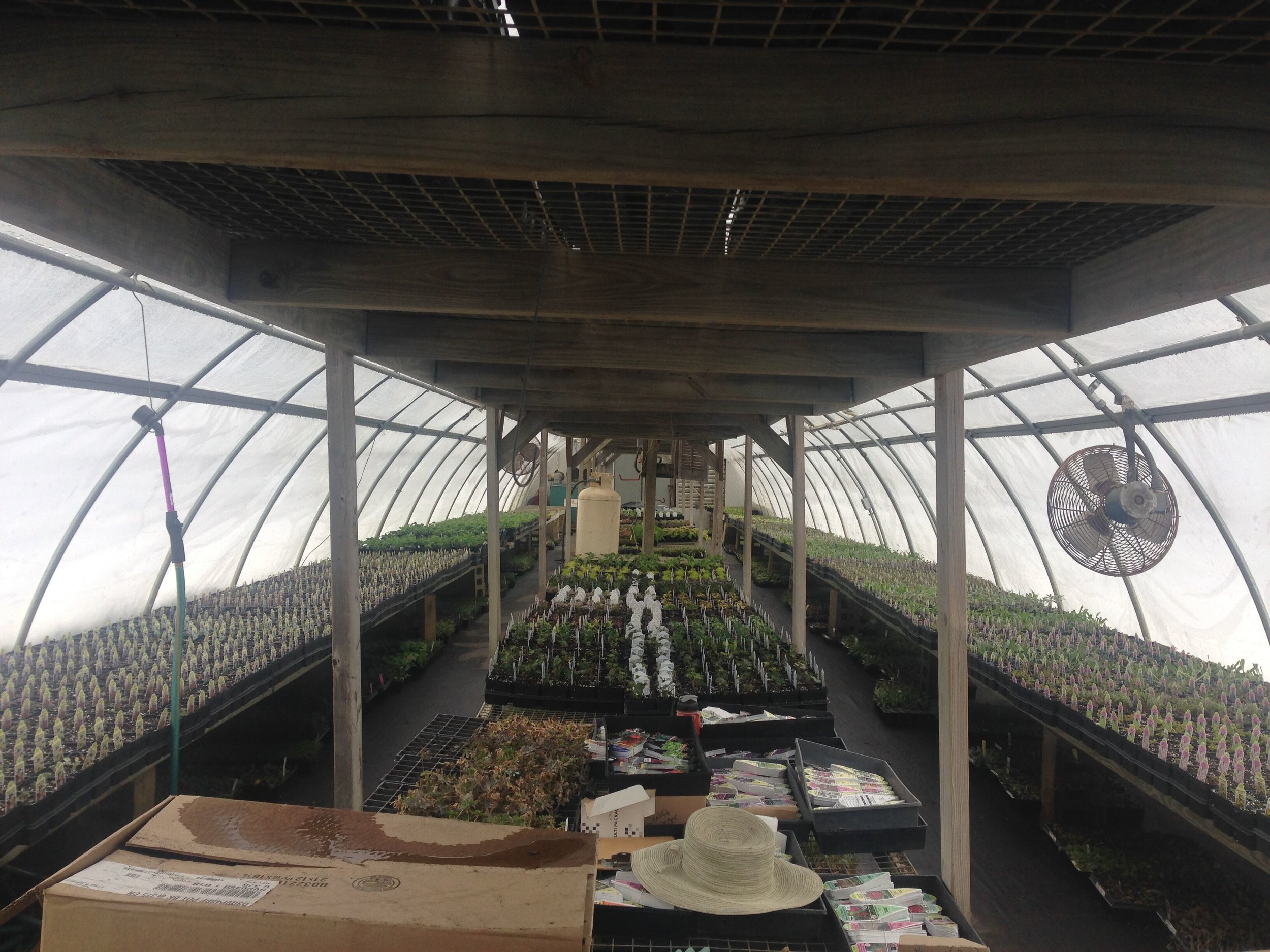 Labeling is critical from day one! As plants are potted up, each one has to be accurately labeled.