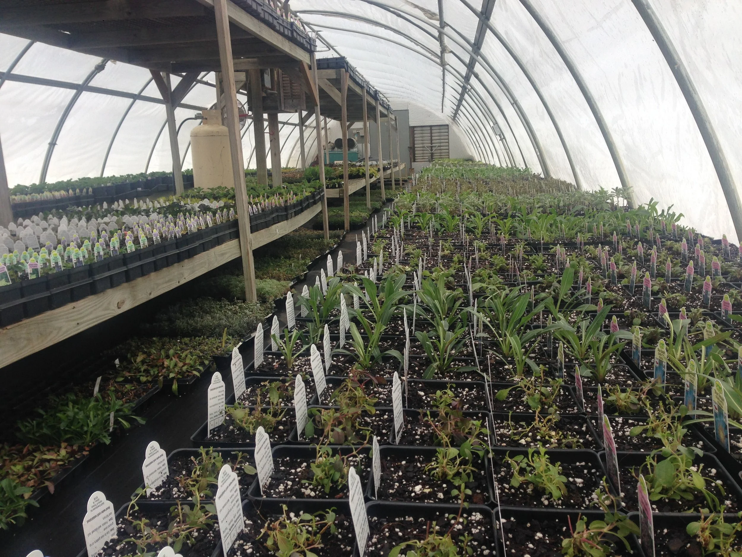 Perennial production House 4