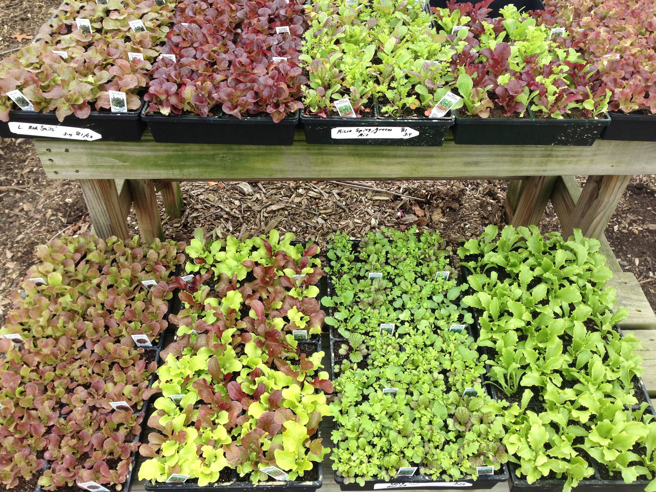 We always start a bountiful selection of leafy salad greens