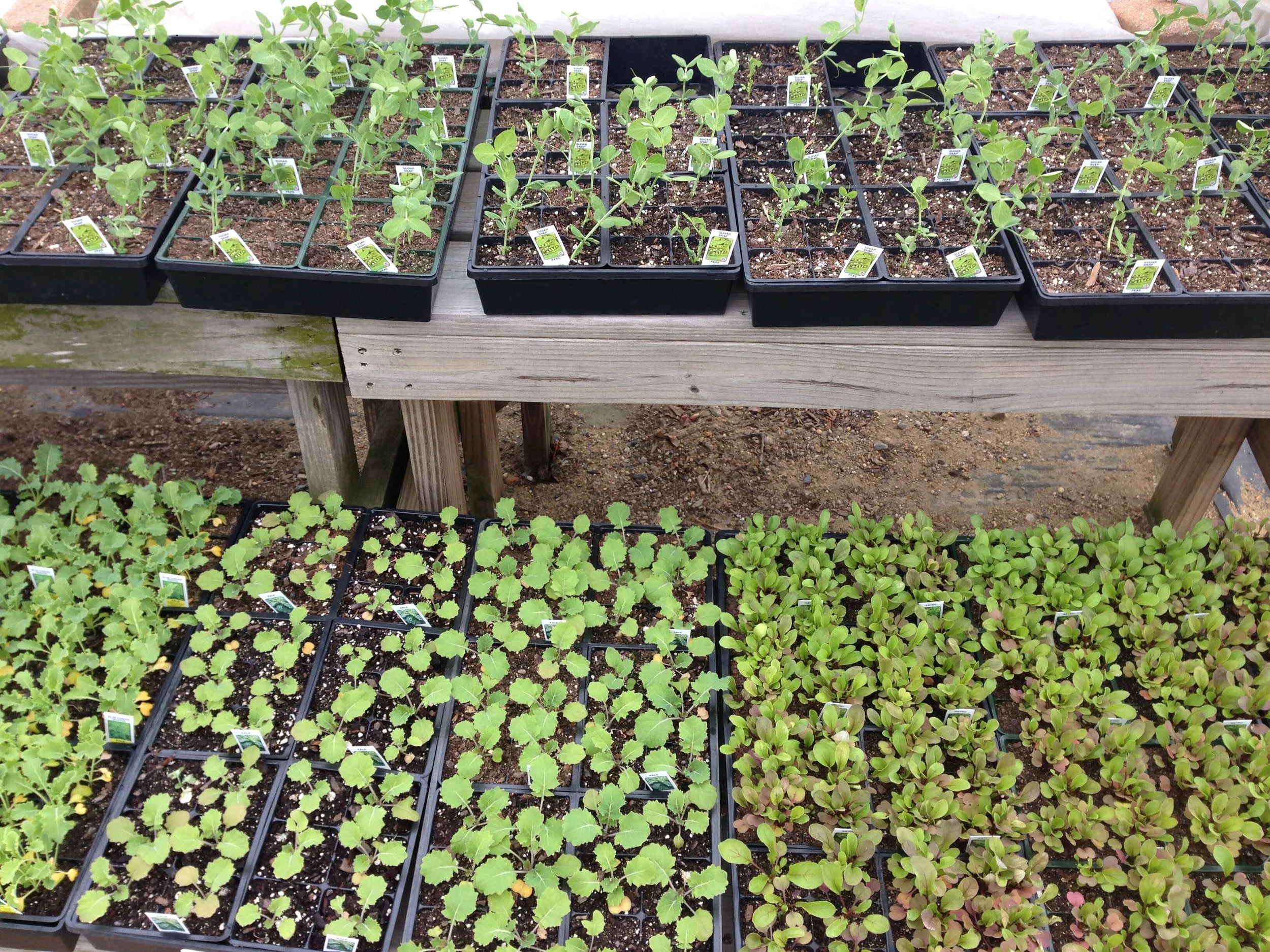 St. Patrick's Day is traditionally when you plant your peas out in the garden. If you missed it we've got you covered. Peas like to do most of their growth in cool temperatures