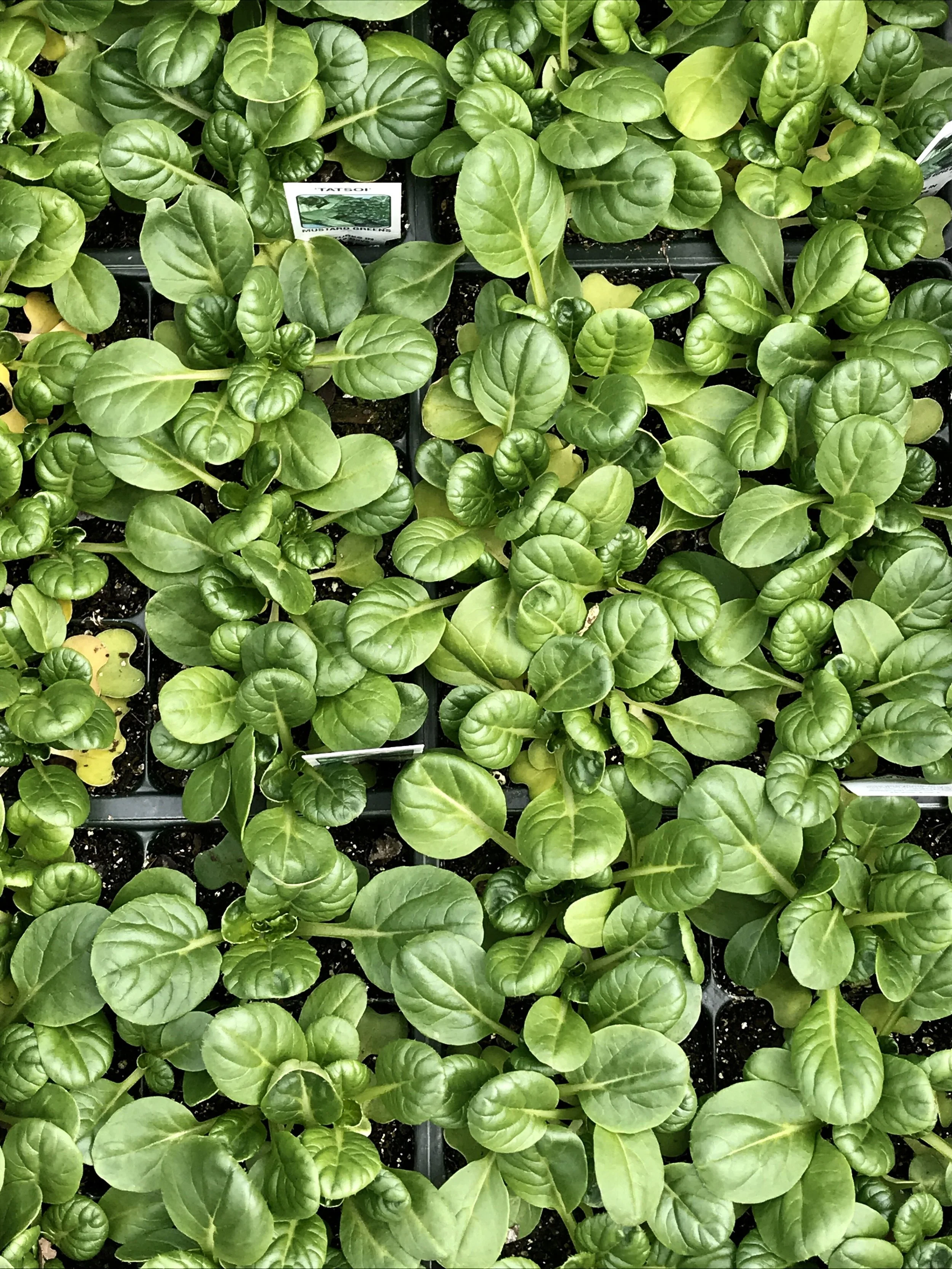 tat soi (miniature Chinese cabbage-like).