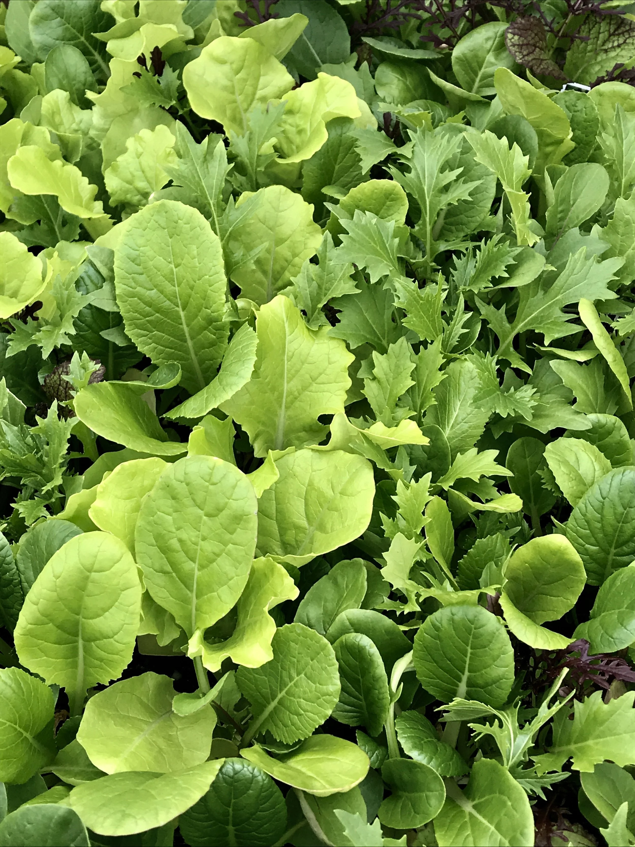 spicy micro greens