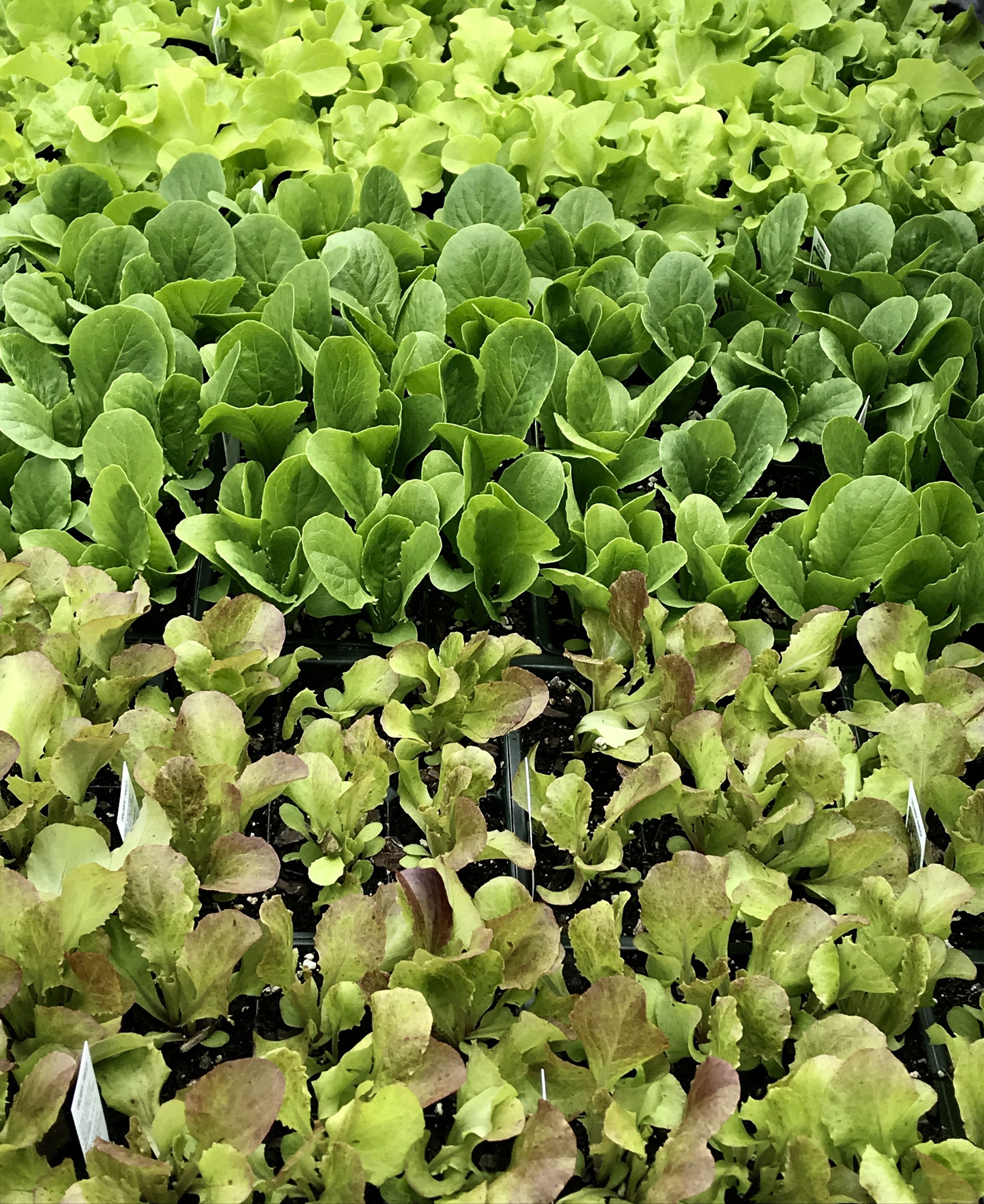 lettuces