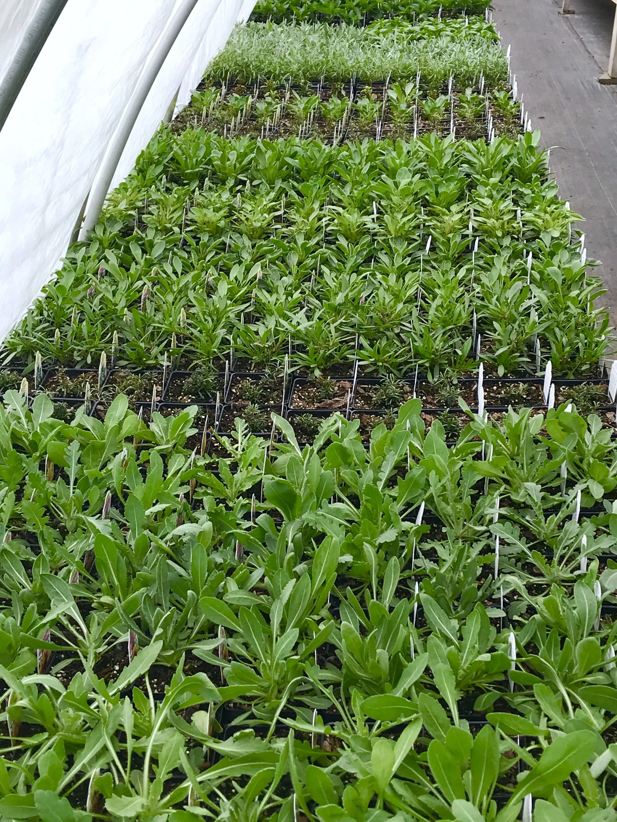 House 4, 5” perennials