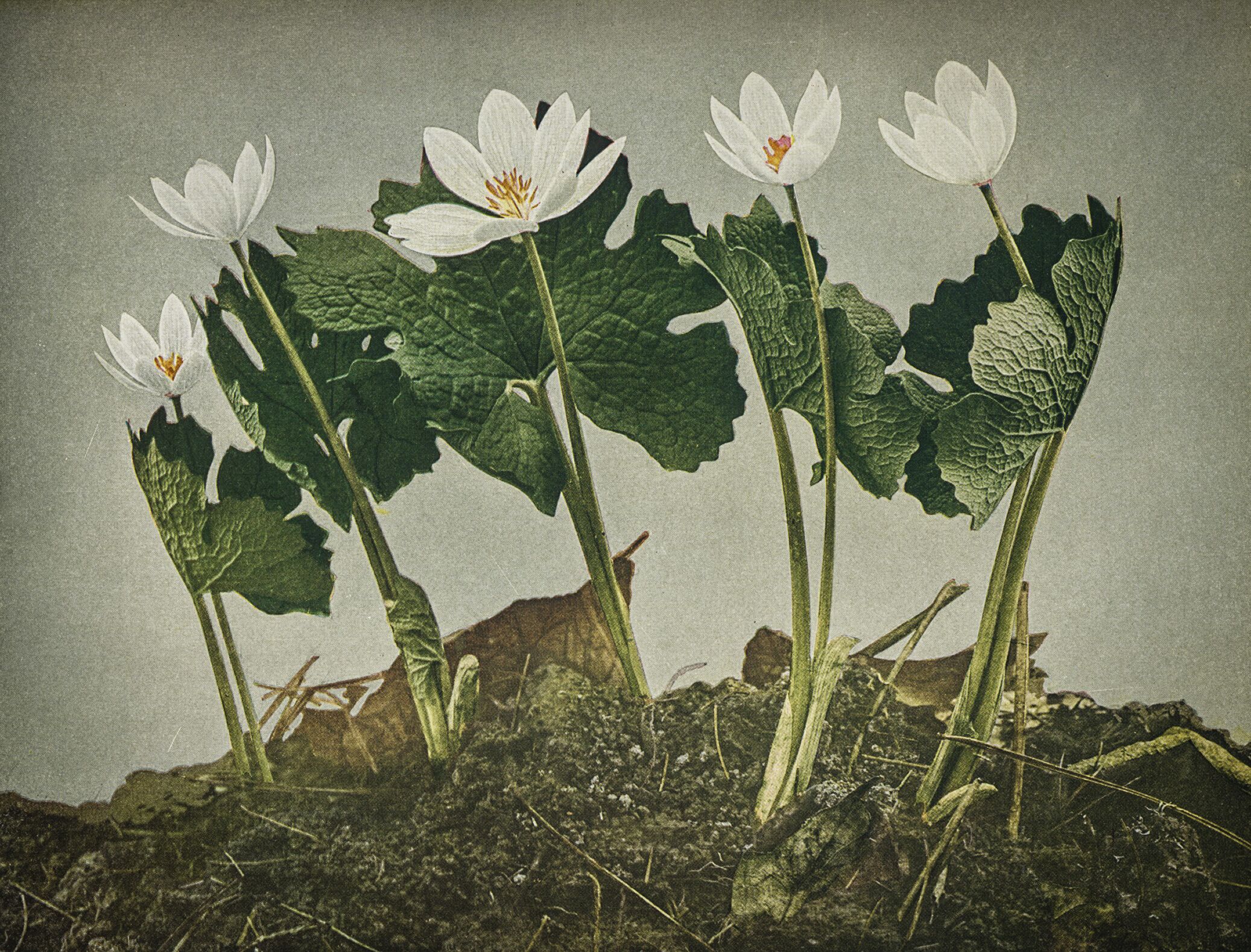 Bloodroot / credit: Wild Flowers by Homer D. House 1935 Pub. The Macmillan Company