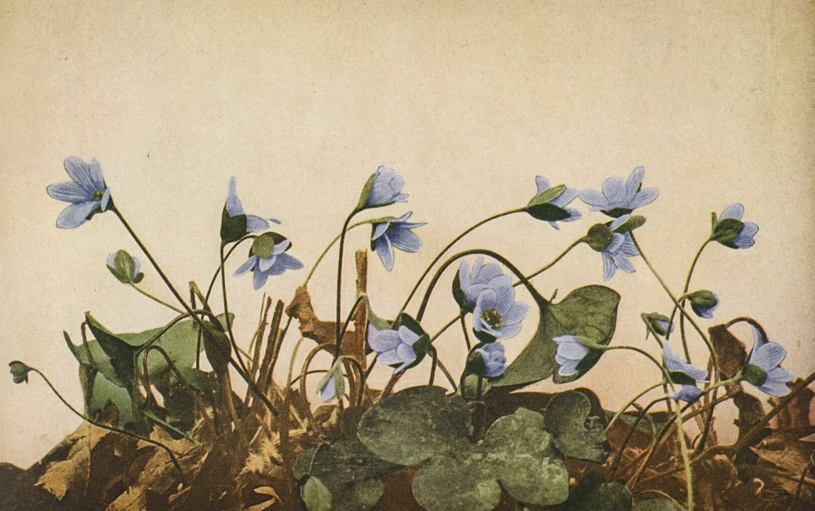 Hepatica nobilis / credit: Wild Flowers by Homer D. House 1935 Pub. The Macmillan Company
