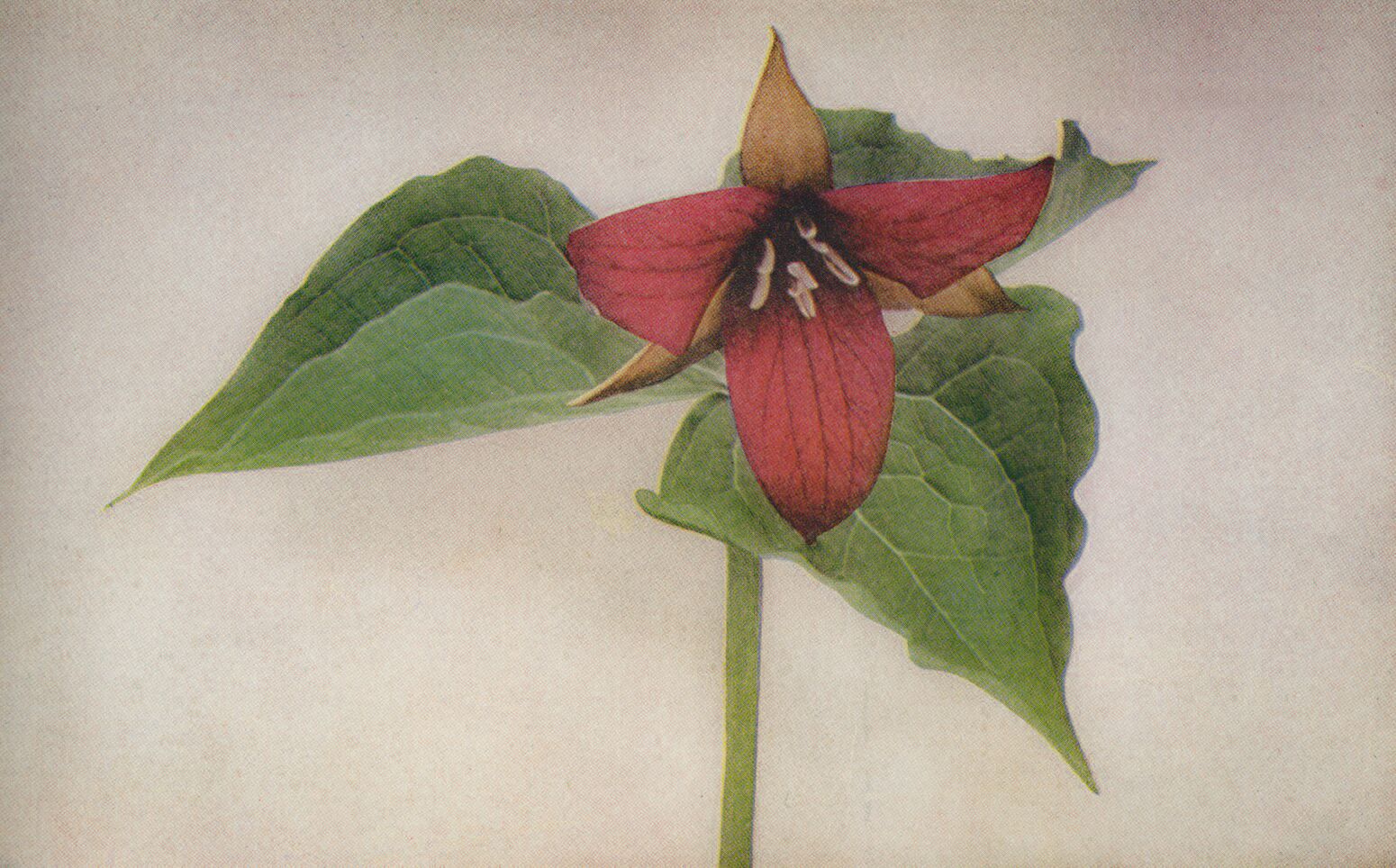 Trillium grandiflorum pink or red form / credit: Wild Flowers by Homer D. House 1935 Pub. The Macmillan Company