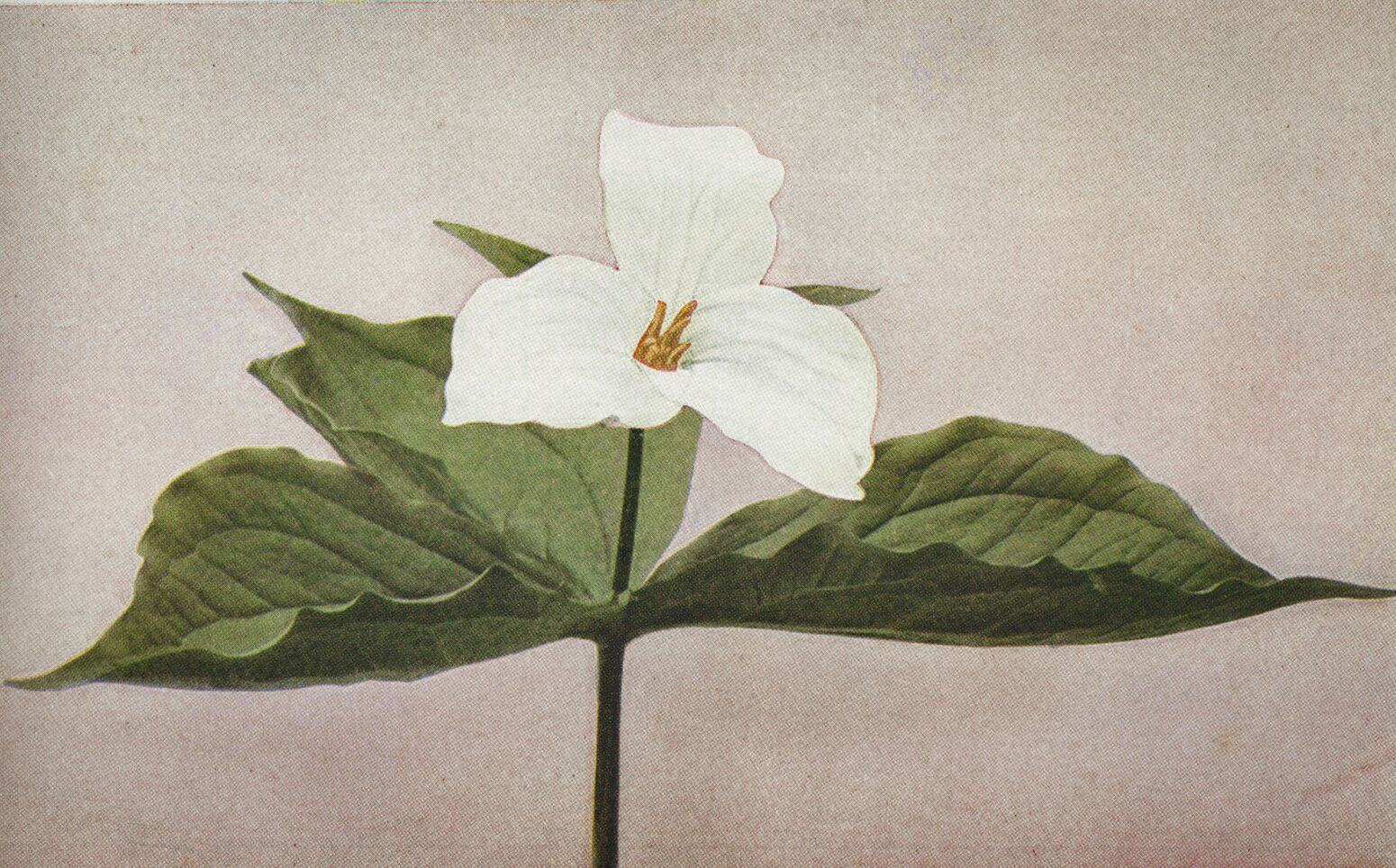Trillium grandiflorum white form / credit: Wild Flowers by Homer D. House 1935 Pub. The Macmillan Company