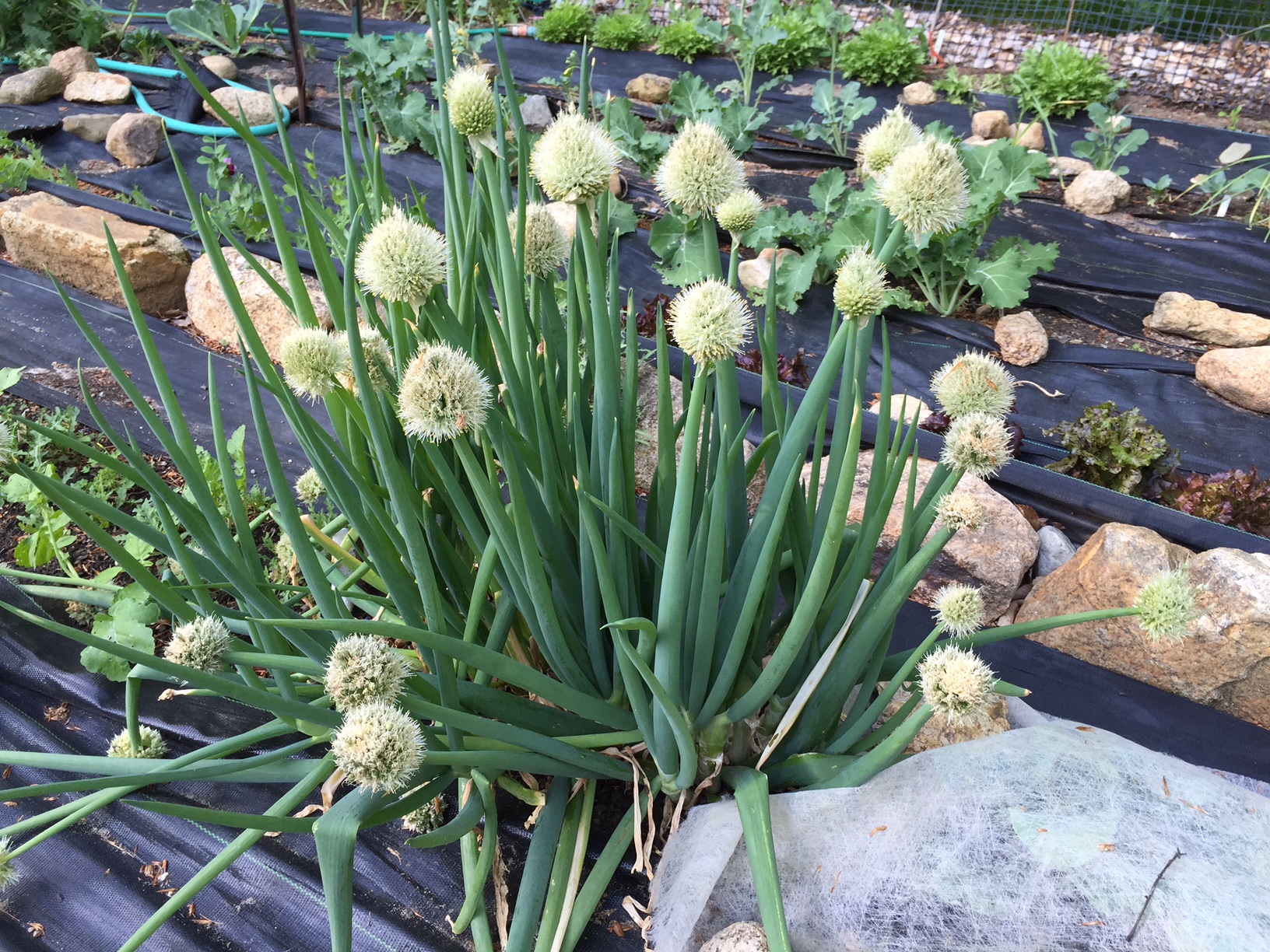 The Wiley’s home garden