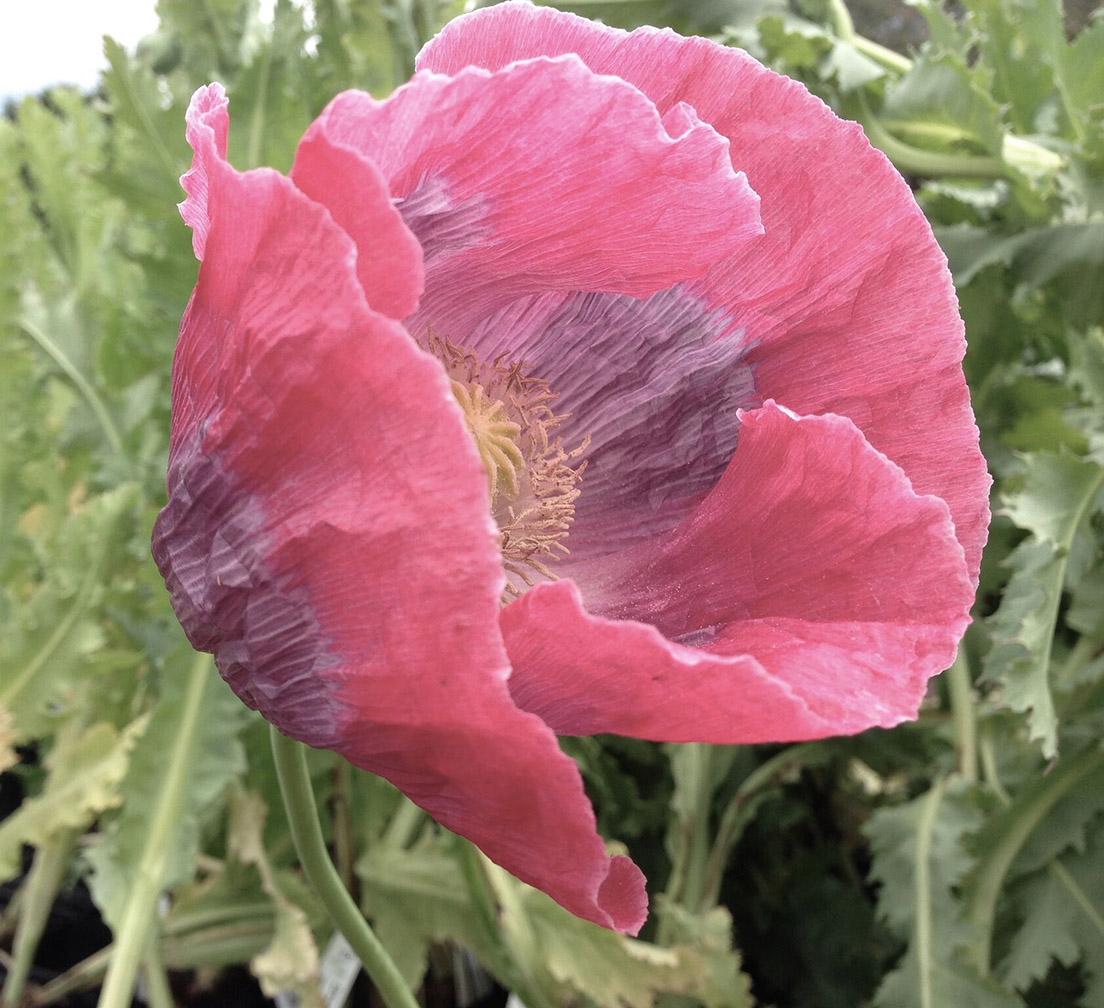 Papaver somniferum 'Imperial Pink'