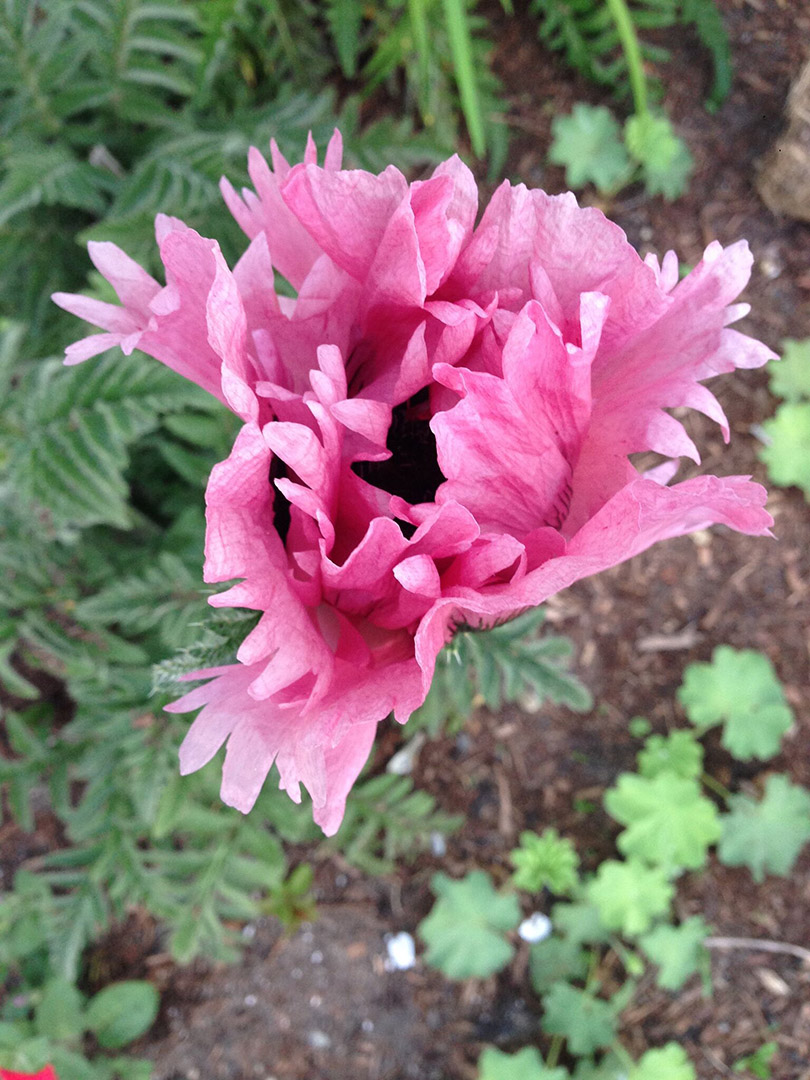 Papaver orientale