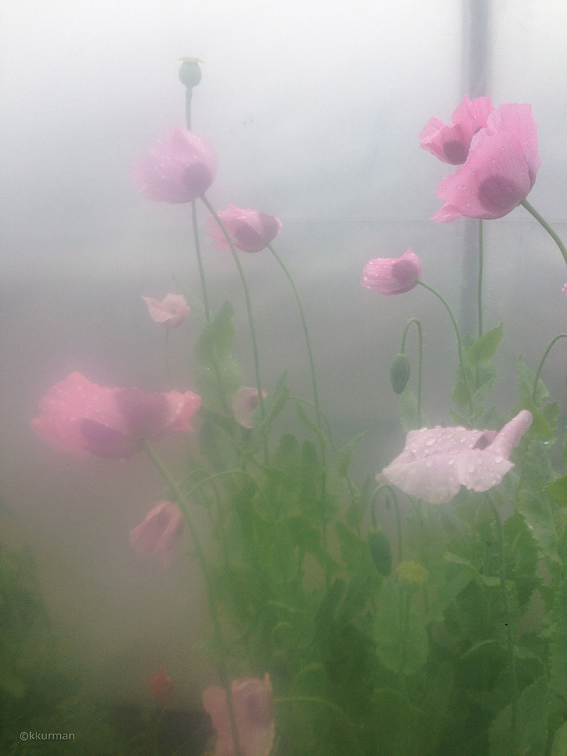 romantic poppies