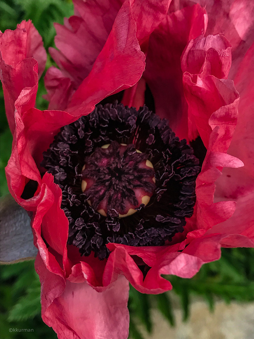 Papaver orientalis