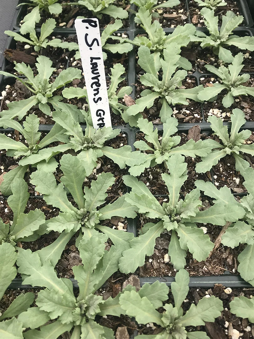 P. s. 'Lauren's Grape' ready to plant out