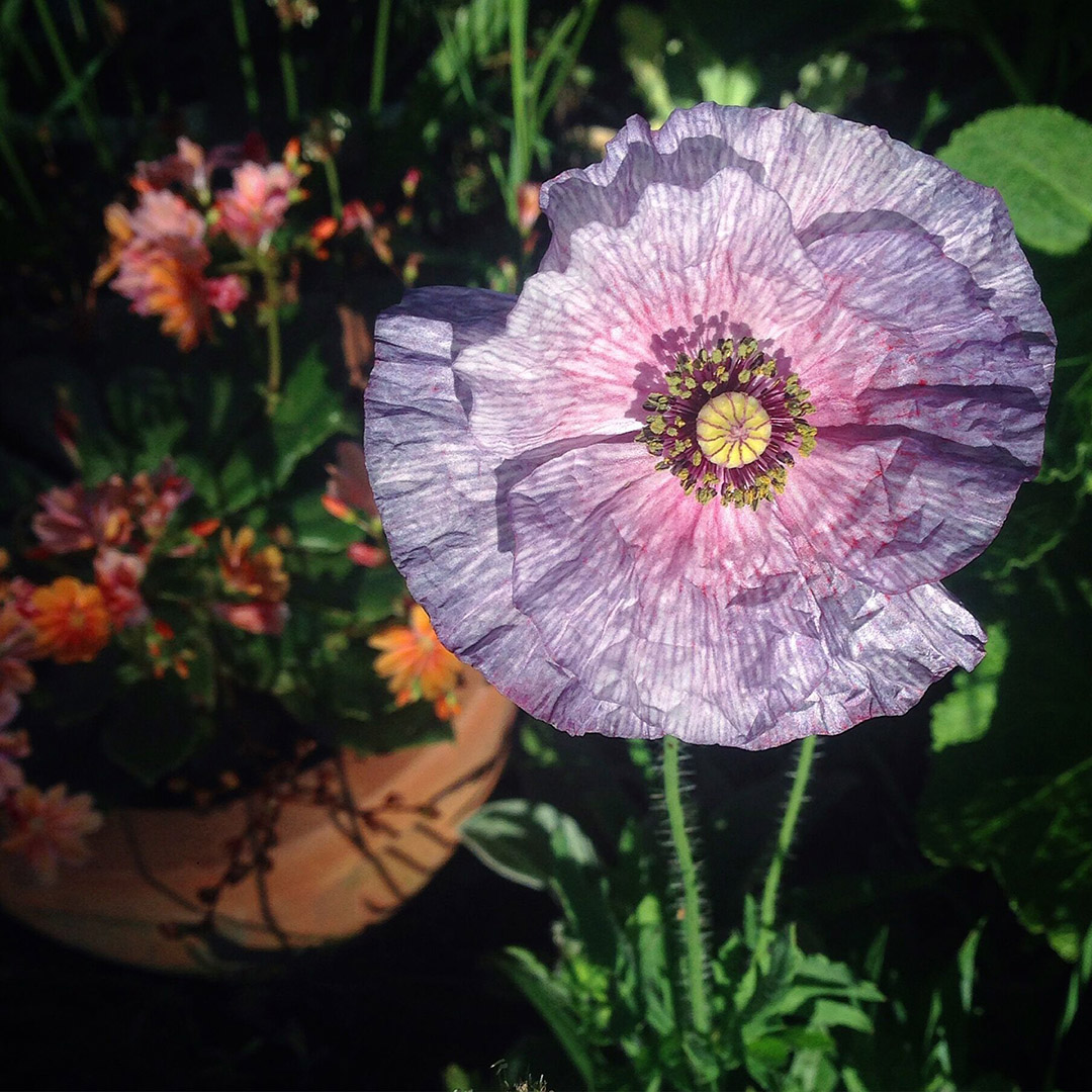 Papaver 'Mother of Pearl'