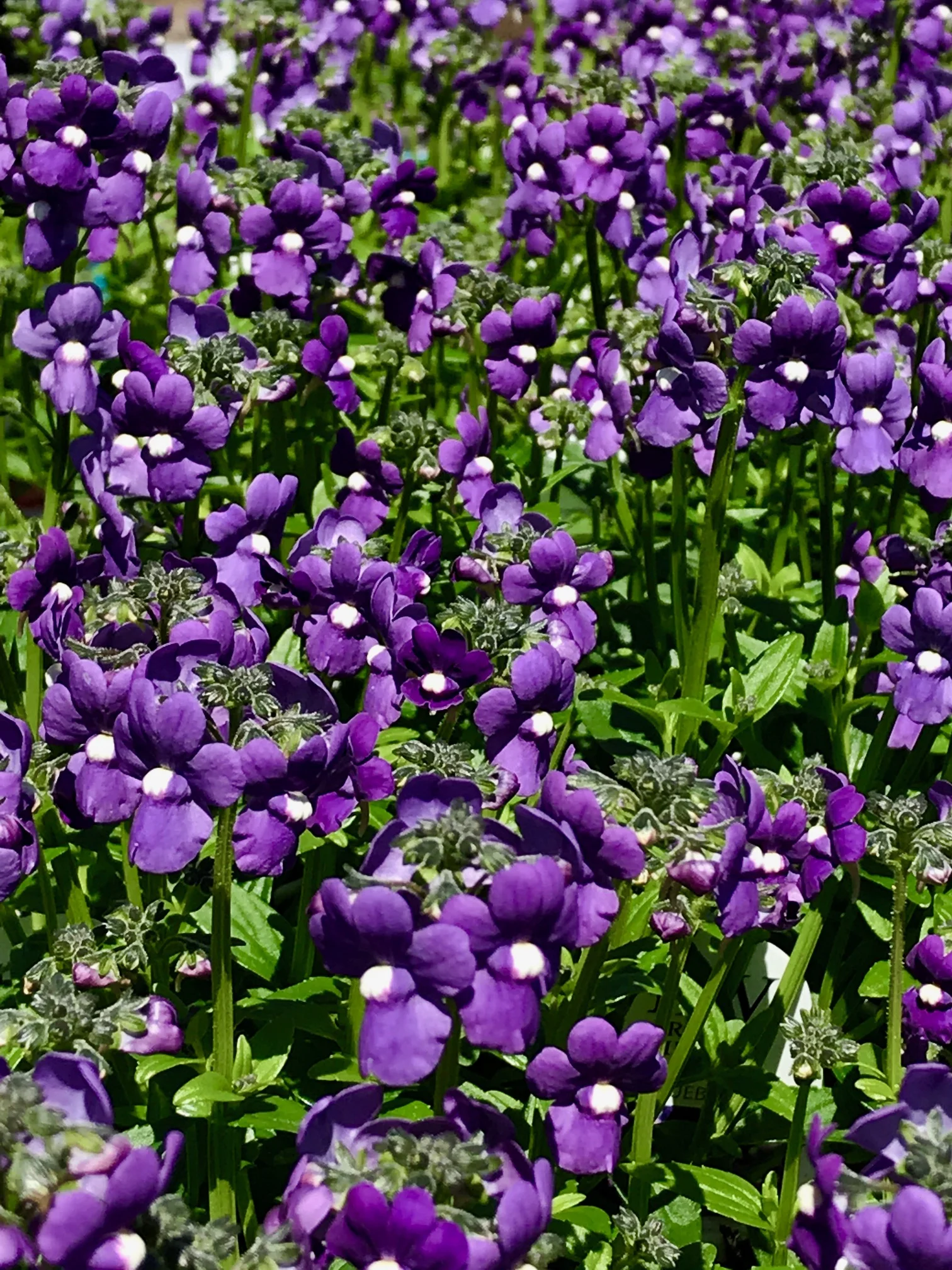 Nemesia