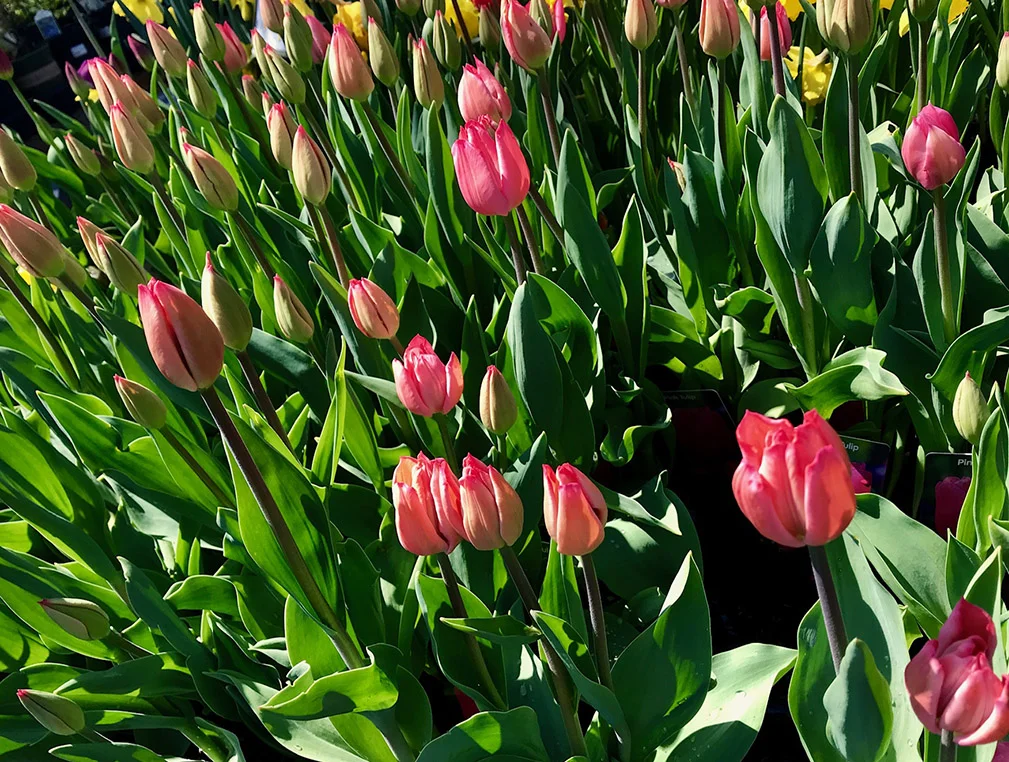 Tulips