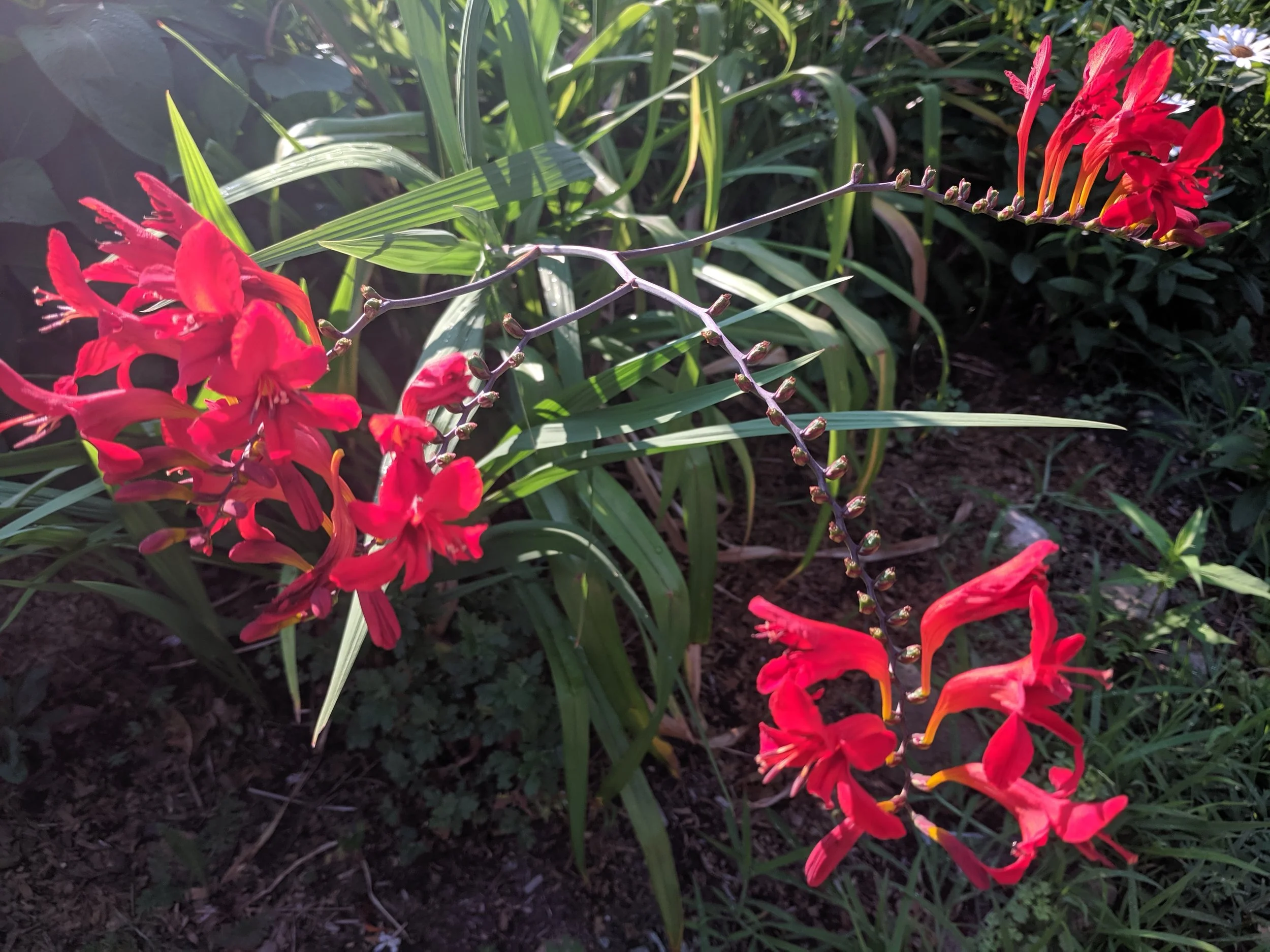 Crocosmia ‘Lucifer’