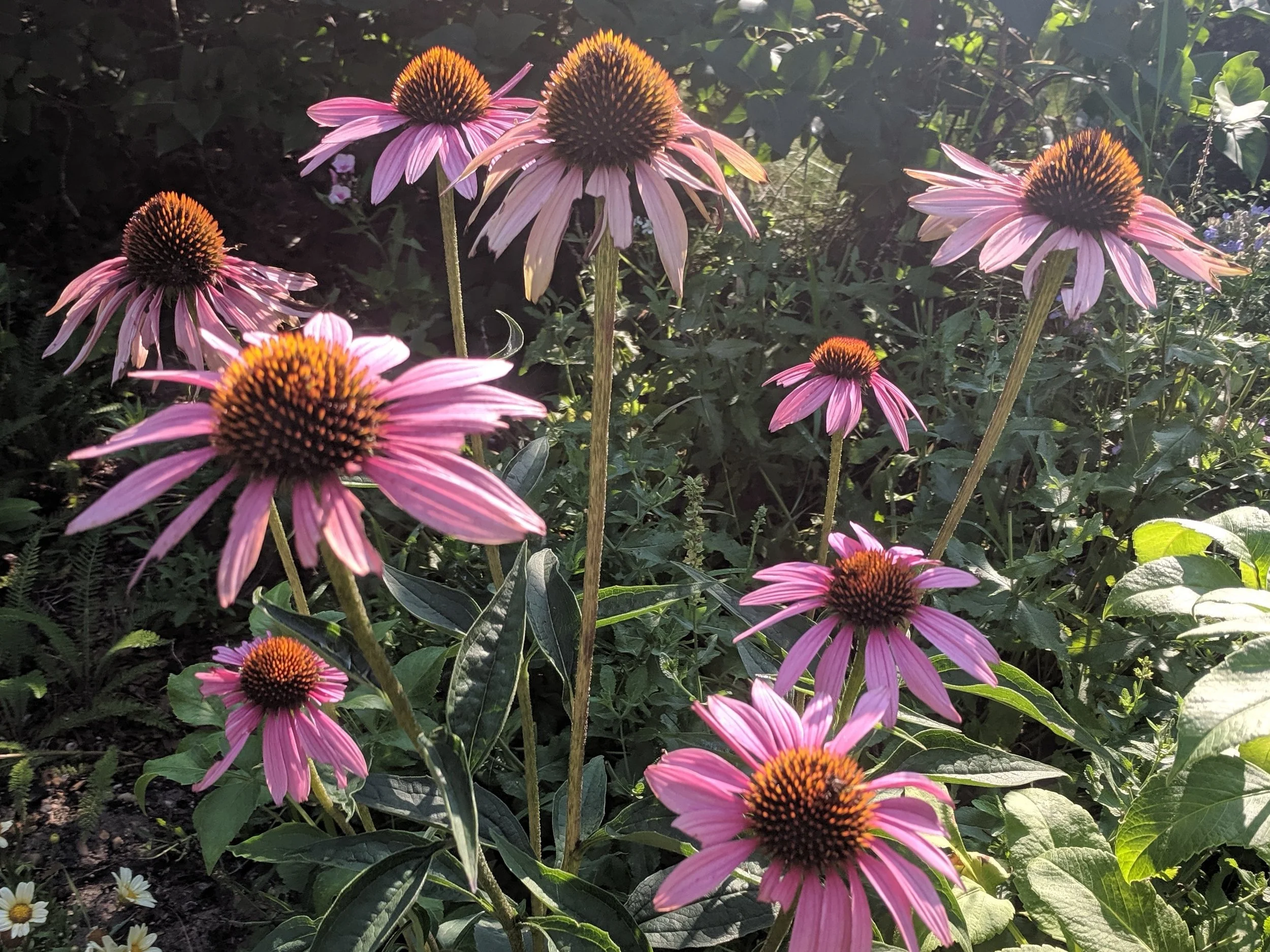 Echinacea